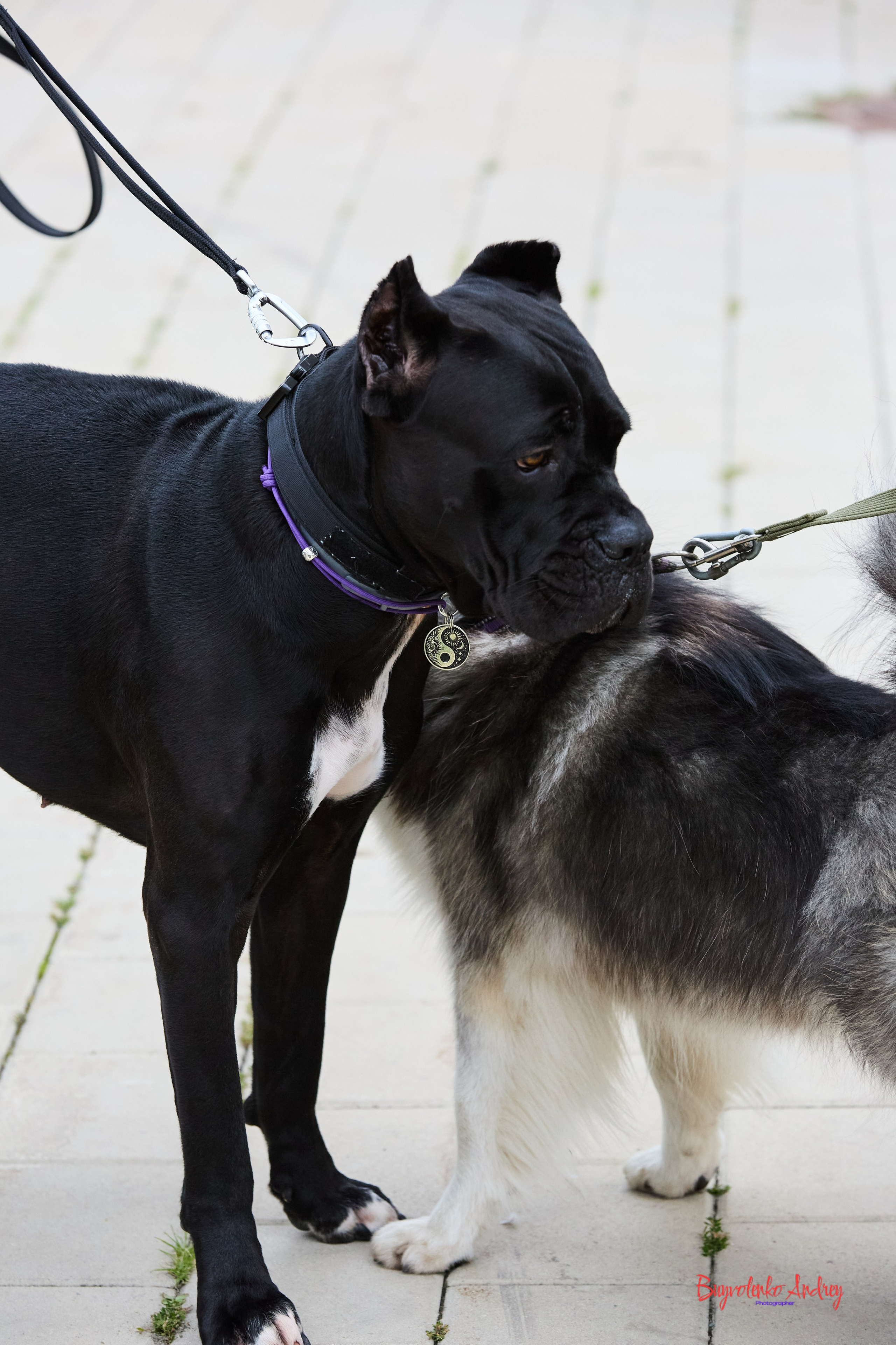 Проект фотопрогулка с хвостиком. Buyvolenko Andrey