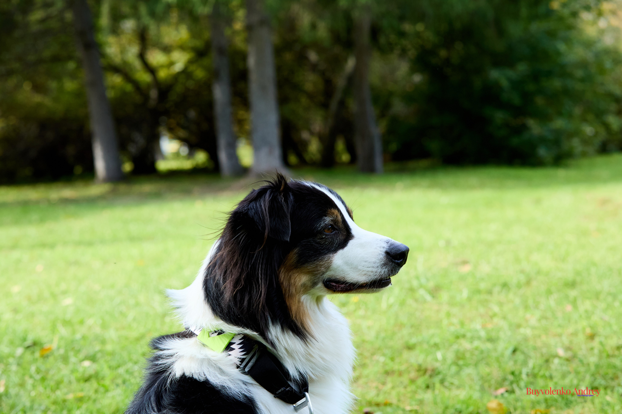 Басенджи и Аусси 21.09.2025. Buyvolenko Andrey