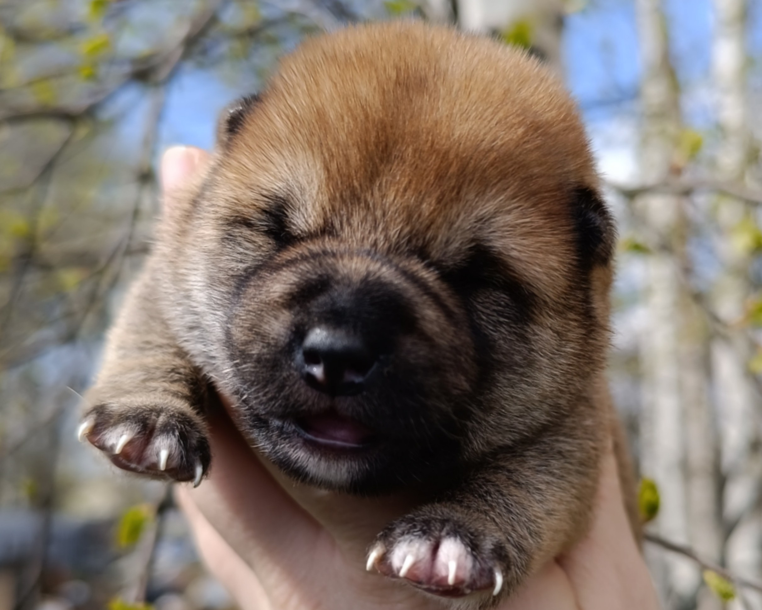 Сиба Rubylight Germes питомник Рубилайт