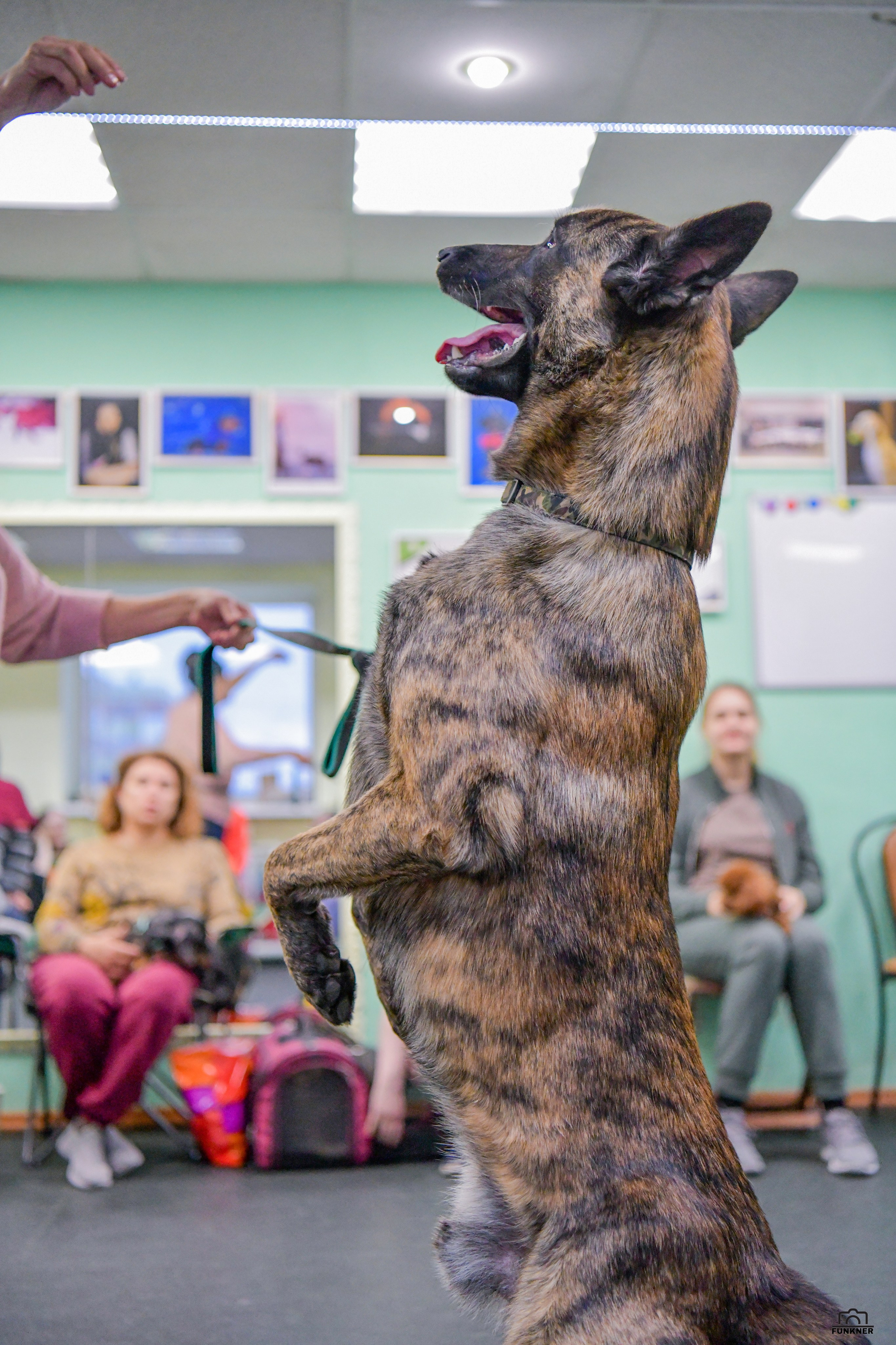 Кинологический клуб «Бодрый хвост». Свой взгляд через объектив