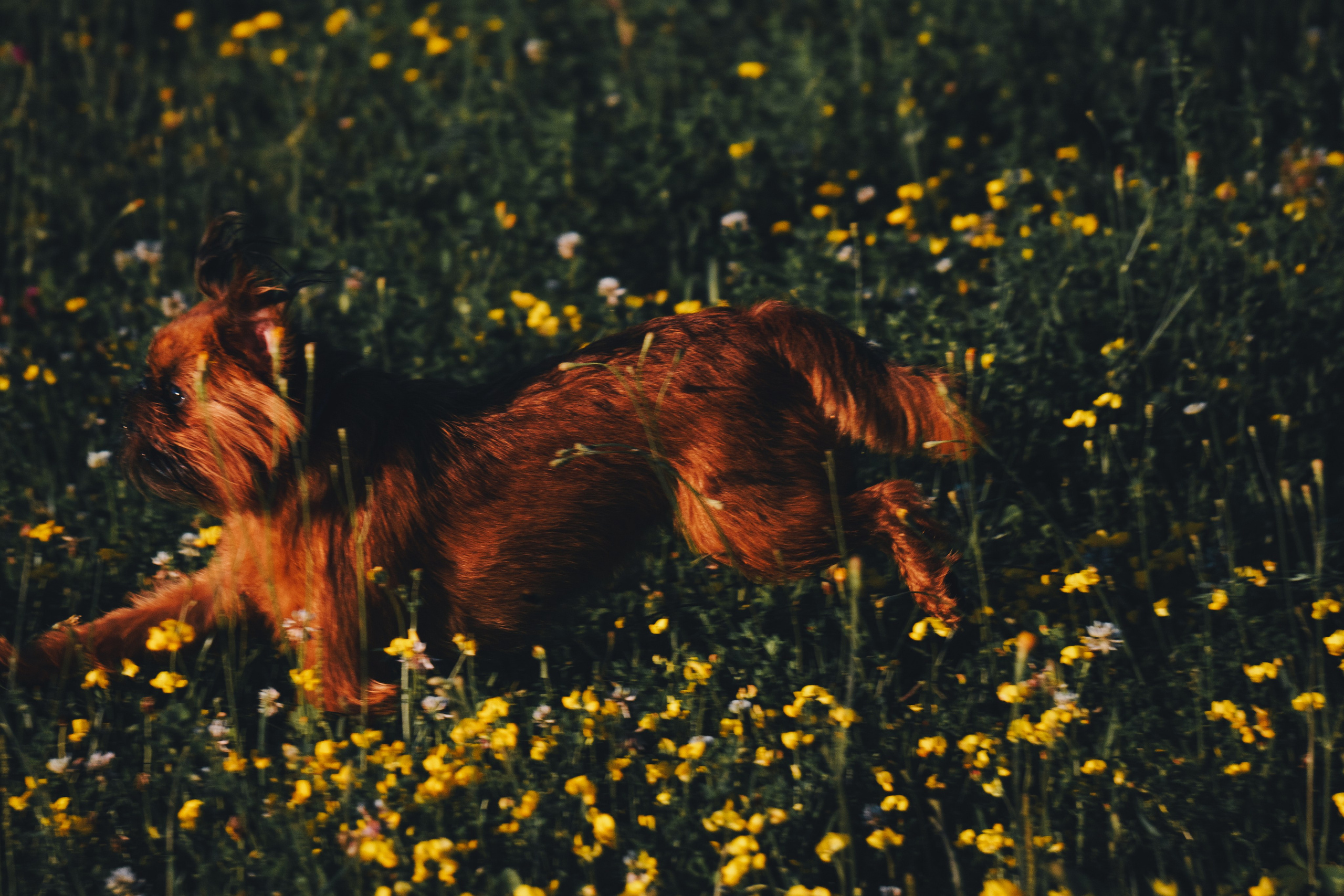 Катя и Яшма. Фотограф-анималист Ксения Воробьева, Москва