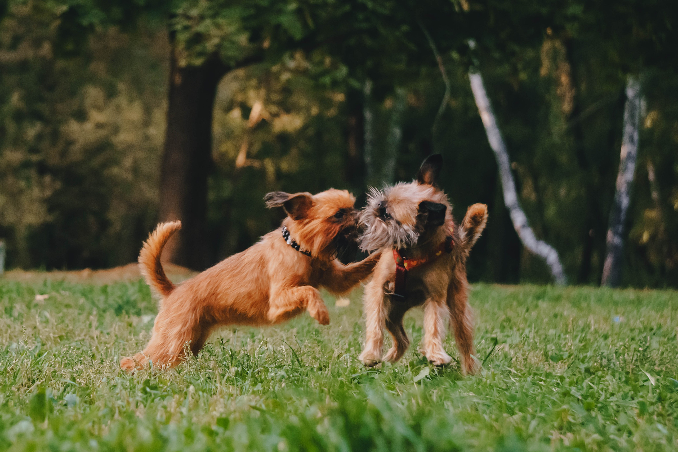 Мини-туса гриффоны и брабансоны. Фотограф-анималист Ксения Воробьева, Москва