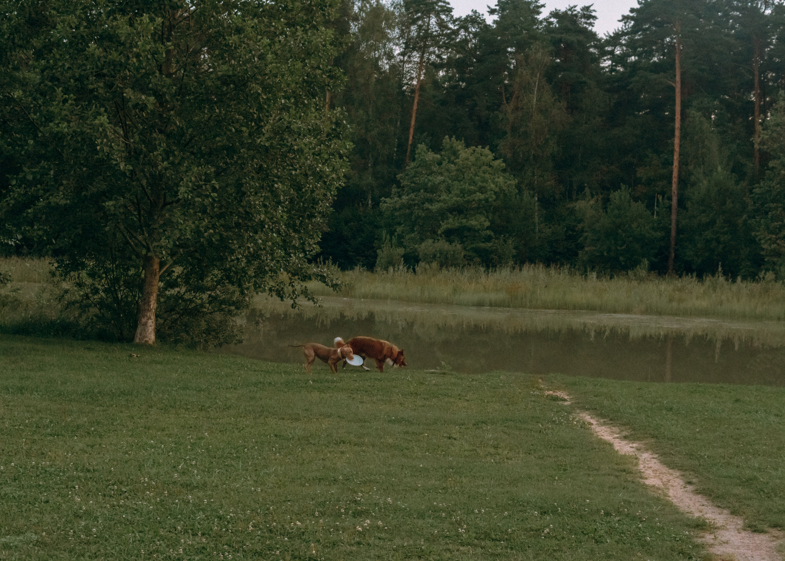 Виолетта, Лила и Питер. Фотограф-анималист Ксения Воробьева, Москва