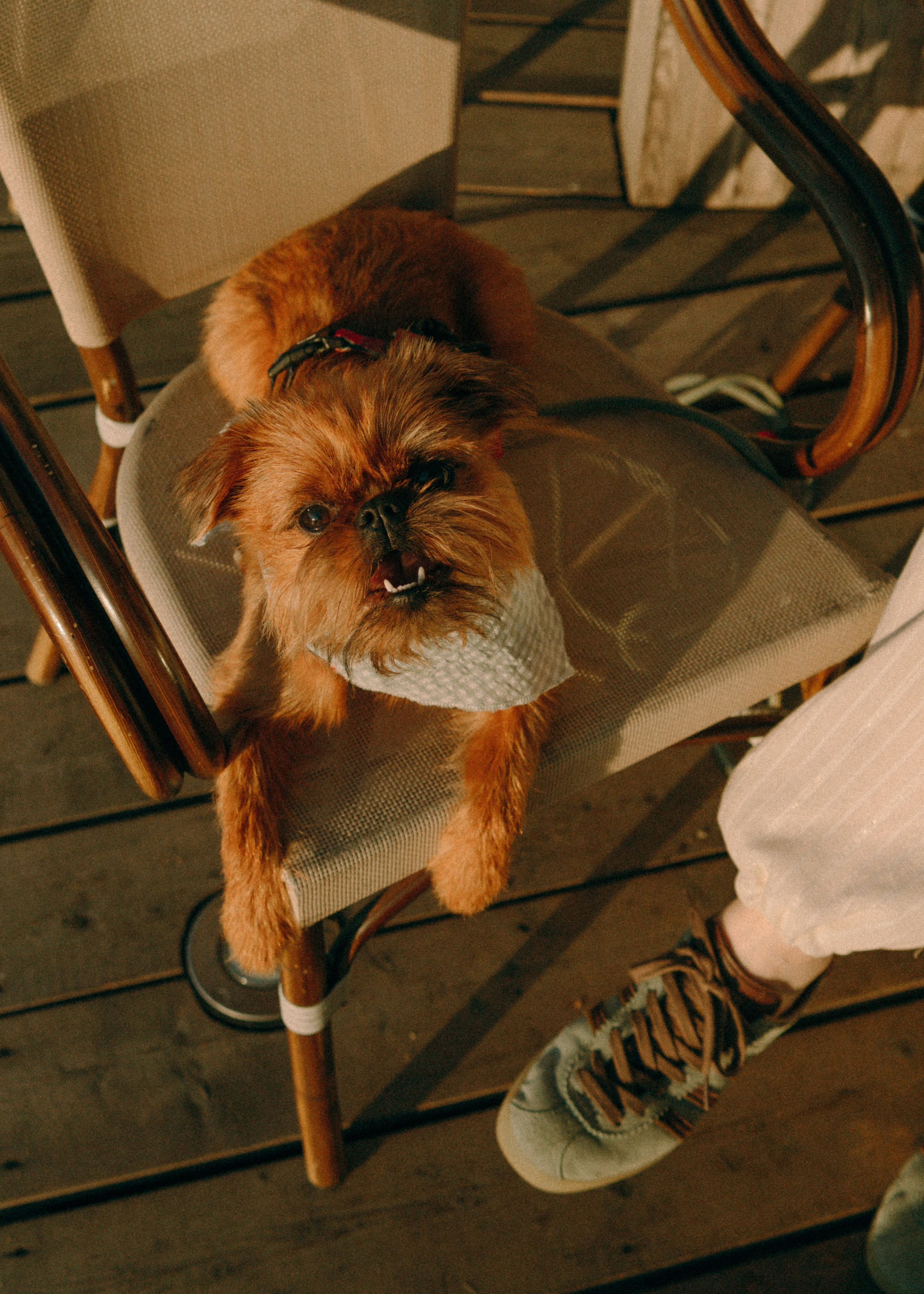 Лена и Альфи. Фотограф-анималист Ксения Воробьева, Москва