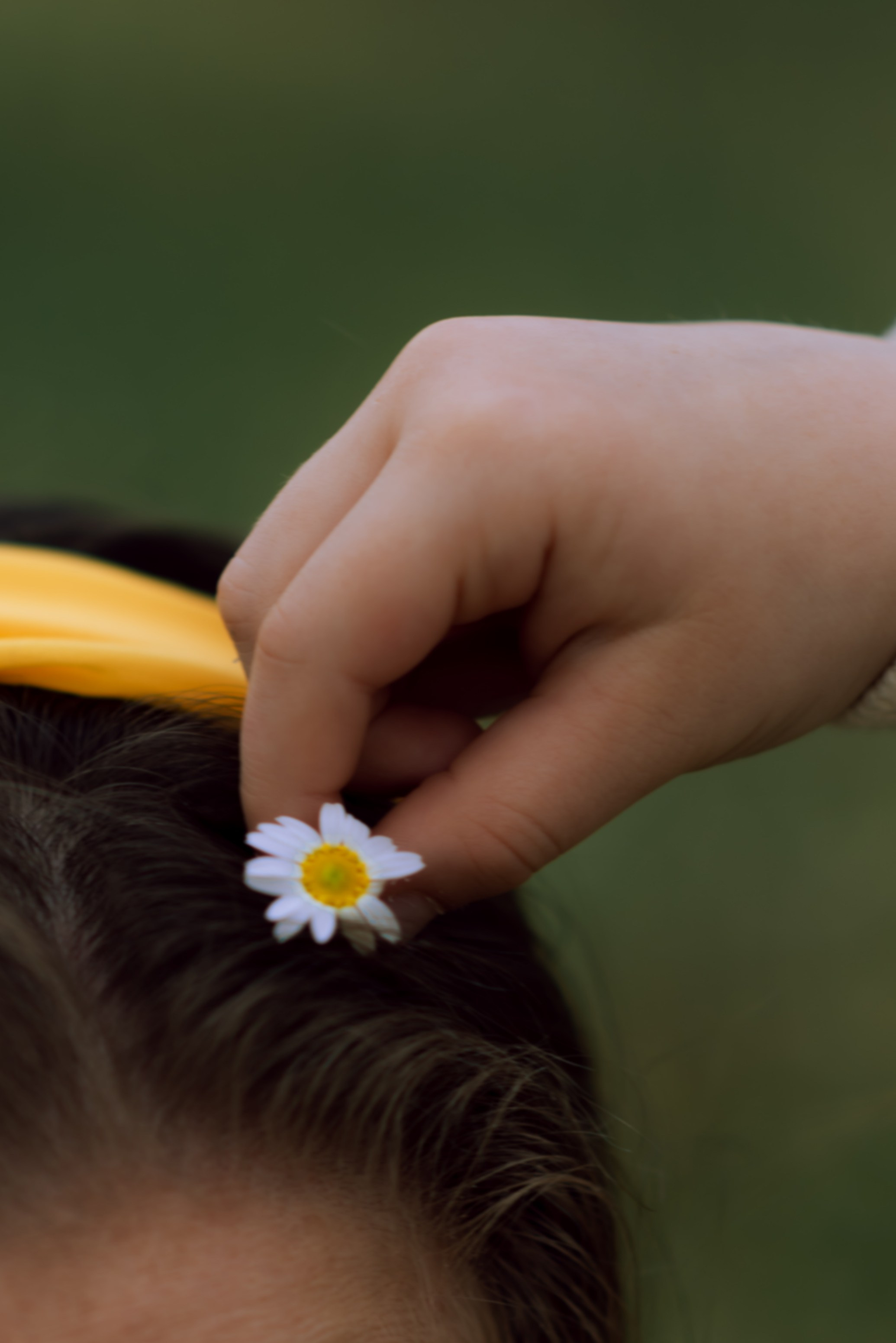 Ромашковое поле, полное любви. Главная