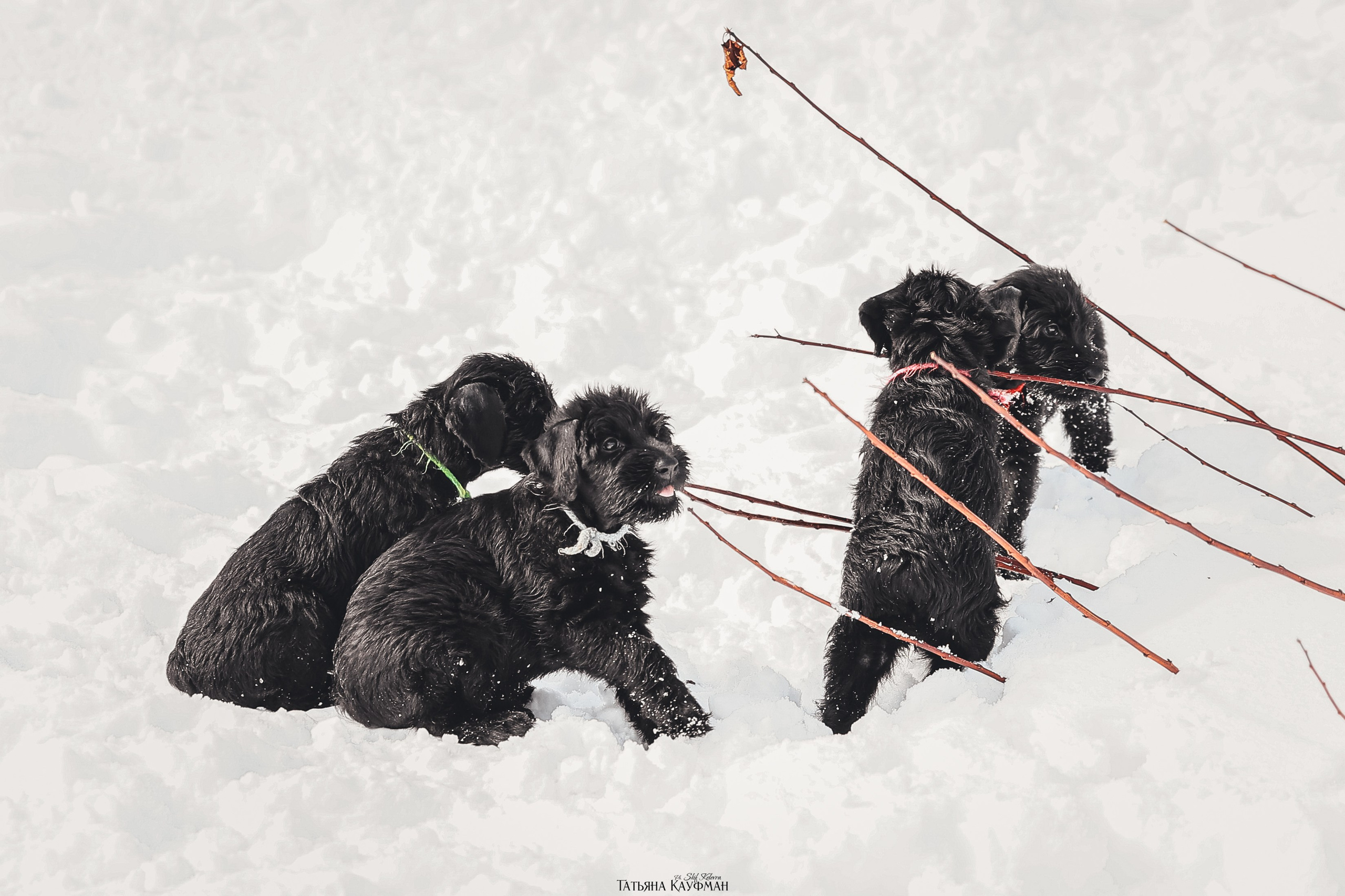 Ризеншнауцер, щенки ризеншнауцера, купить ризеншнауцера, купить щенка, ризеншнауцер Новосибирск, фотосъемка щенков, фотосессия собак, заказать фотосессию, фотографии щенков, сфотографировать щенка, фотограф Анималист, фотограф собак Новосибирск, фотограф анималист Новосибирск