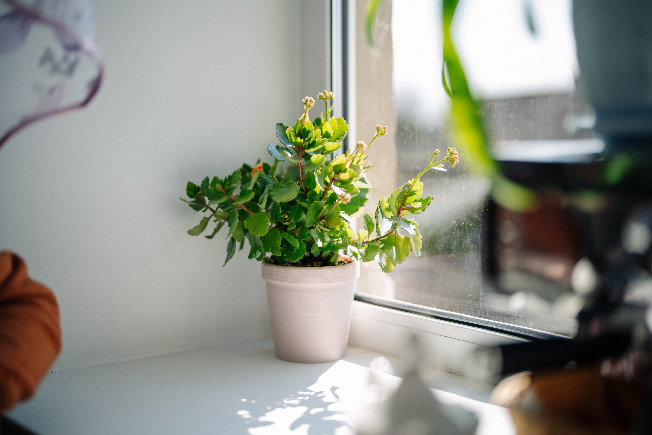 Сюжет № 5|Лев Владимирович Крашенинников