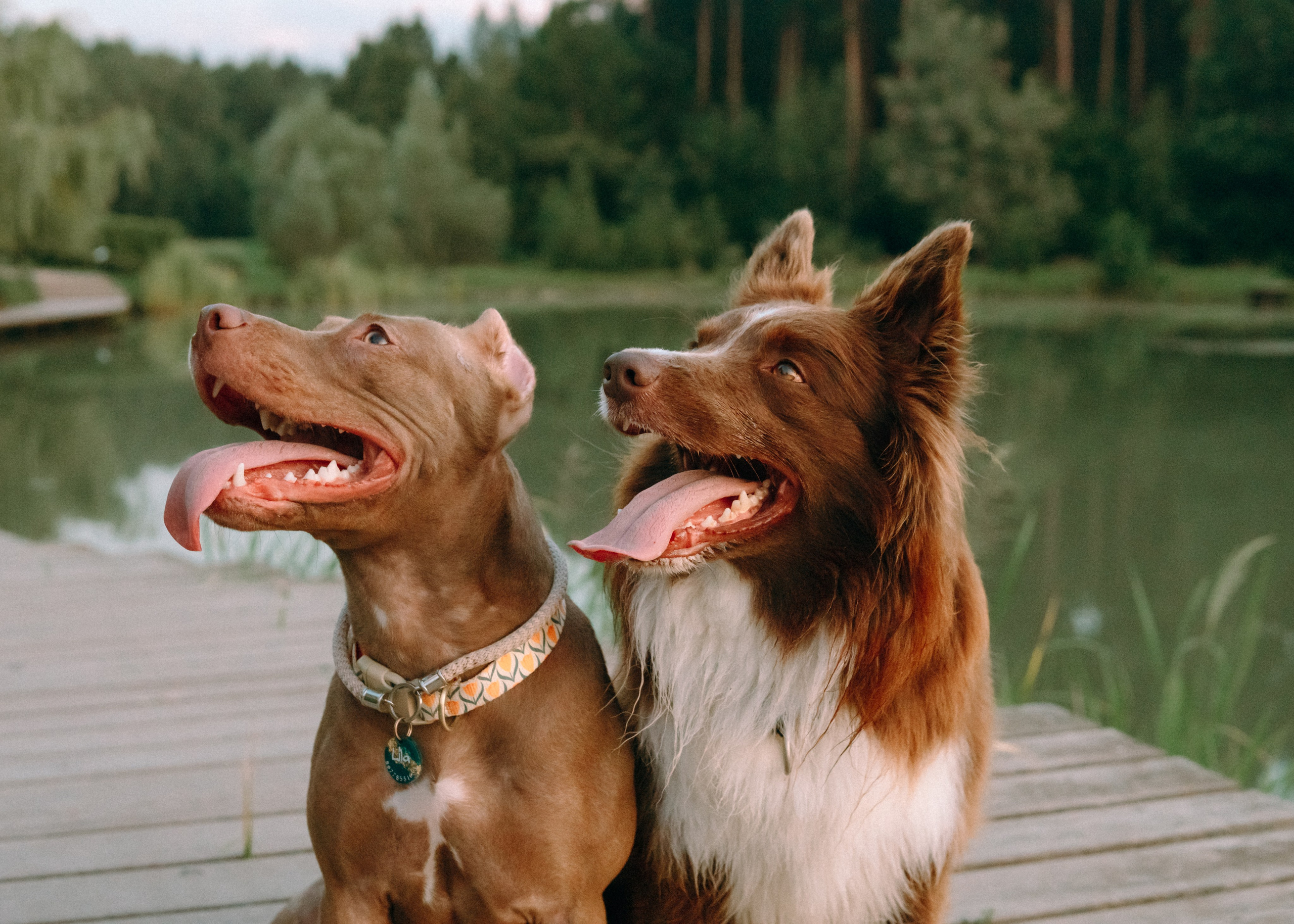 Виолетта, Лила и Питер. Фотограф-анималист Ксения Воробьева, Москва
