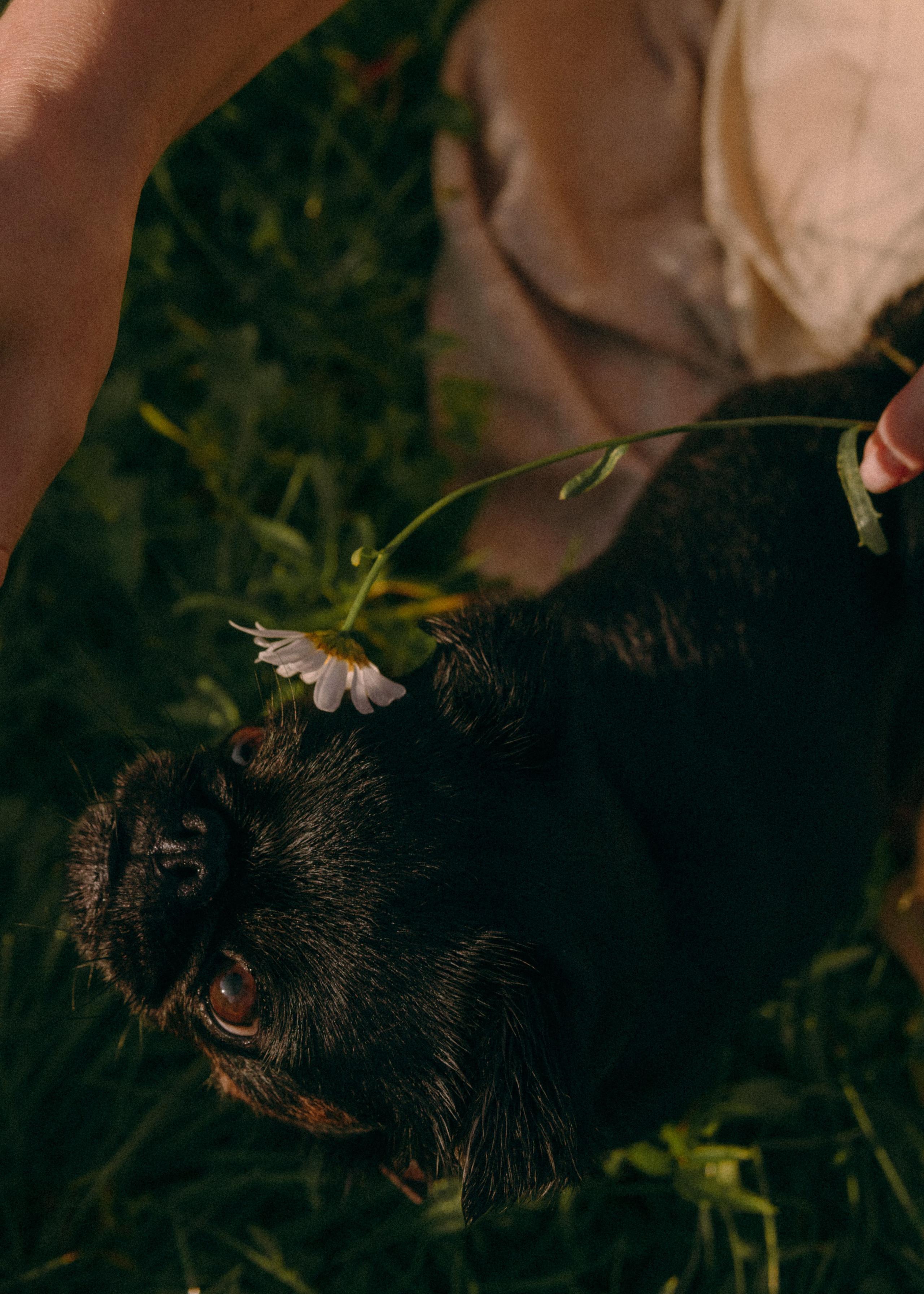 Оксана, Кирилл и Кеша. Фотограф-анималист Ксения Воробьева, Москва