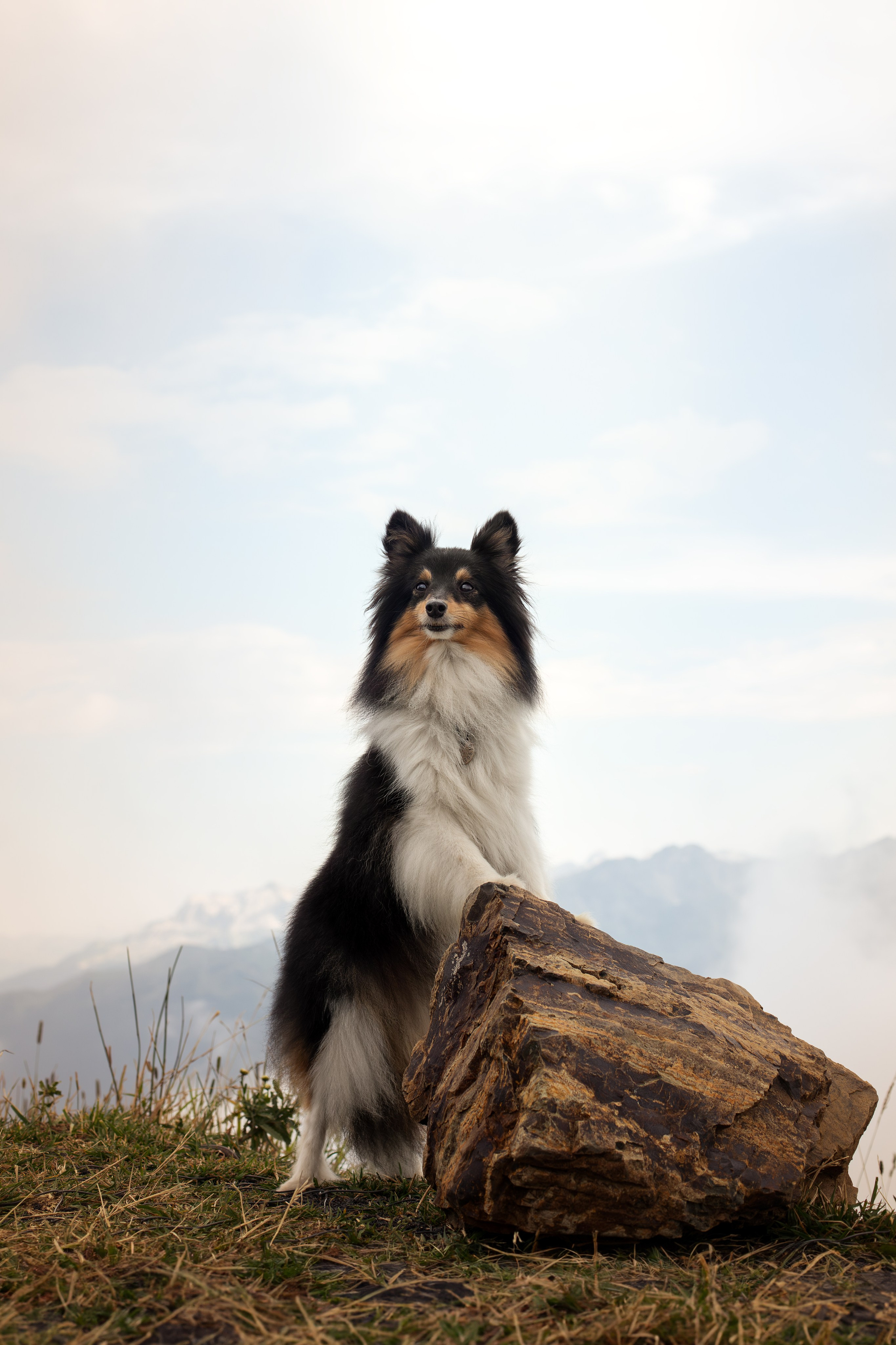 Мята, Шелти. Ирина Голомб|Фотограф-анималист в  Сочи и Калининграде