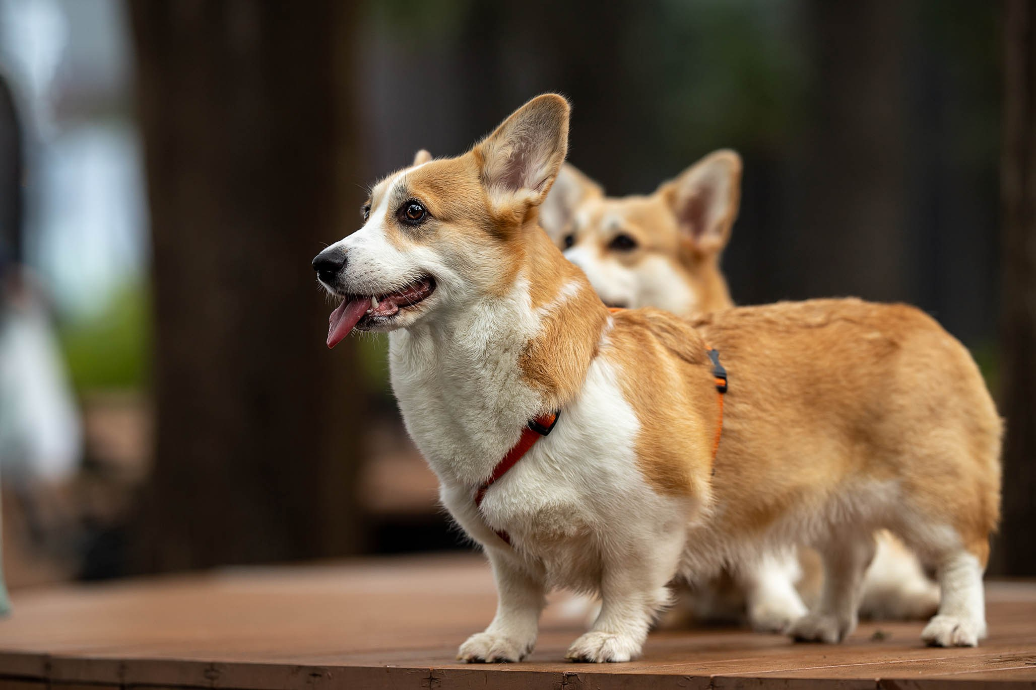 Лиса и Деви, корги. Ирина Голомб|Фотограф-анималист в  Сочи и Калининграде