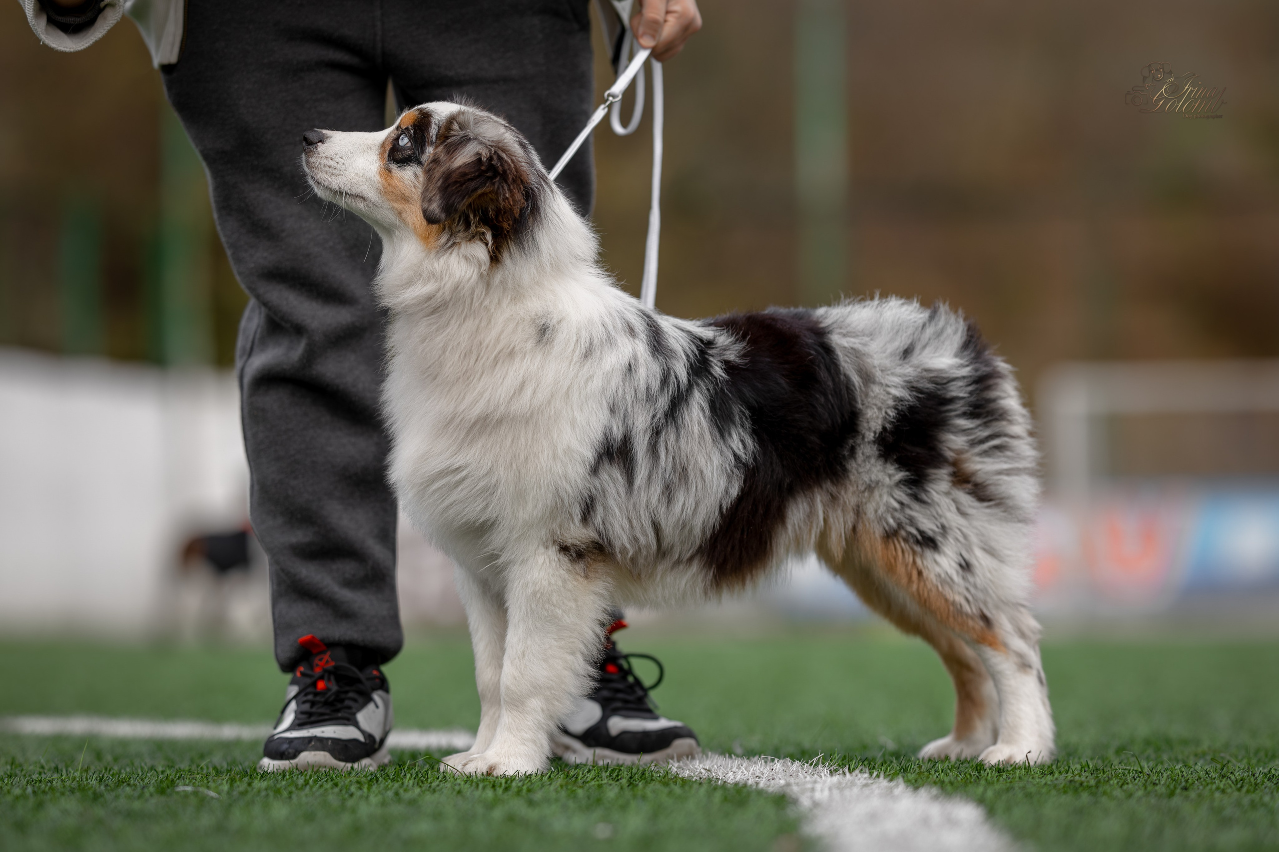 Выставка 17.12.23. Ирина Голомб|Фотограф-анималист в  Сочи и Калининграде