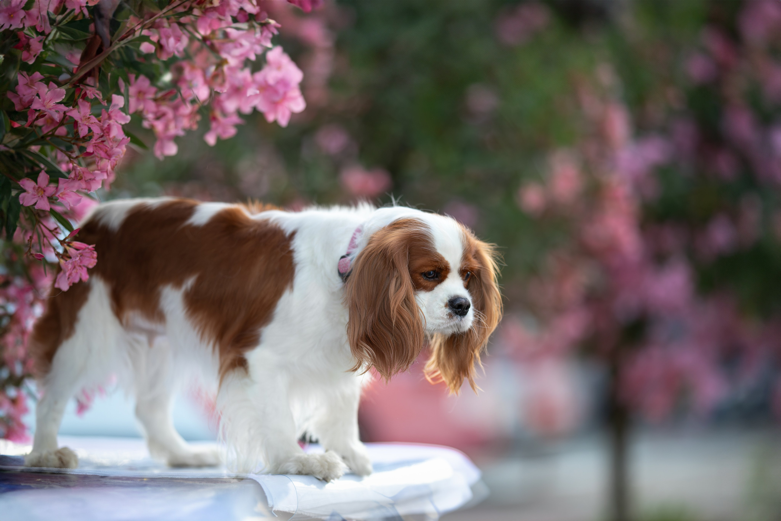 Нюша, Кавалер Кинг Чарльз Спаниель. Ирина Голомб|Фотограф-анималист в  Сочи и Калининграде