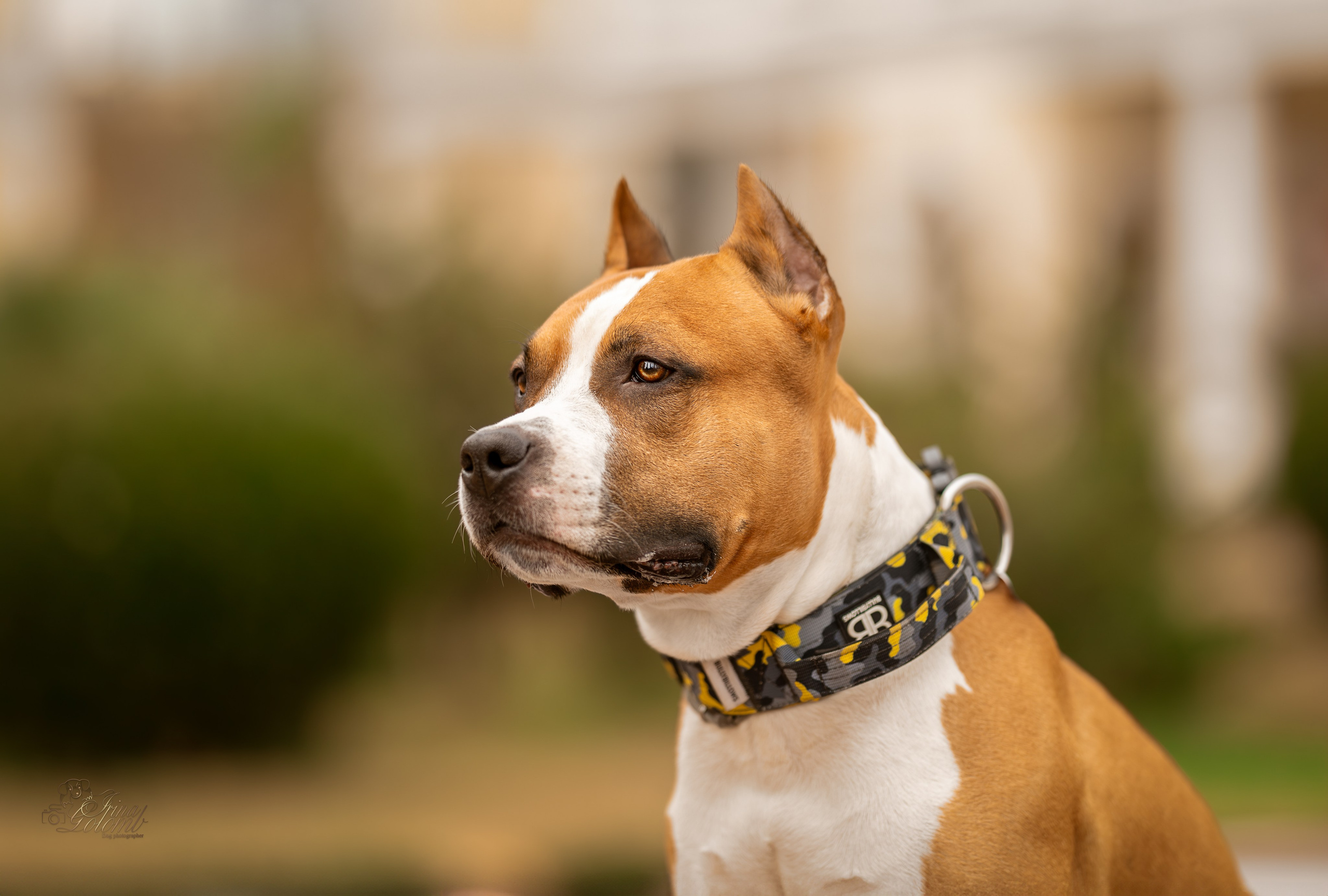 Джастин, Стаффорд. Ирина Голомб|Фотограф-анималист в  Сочи и Калининграде