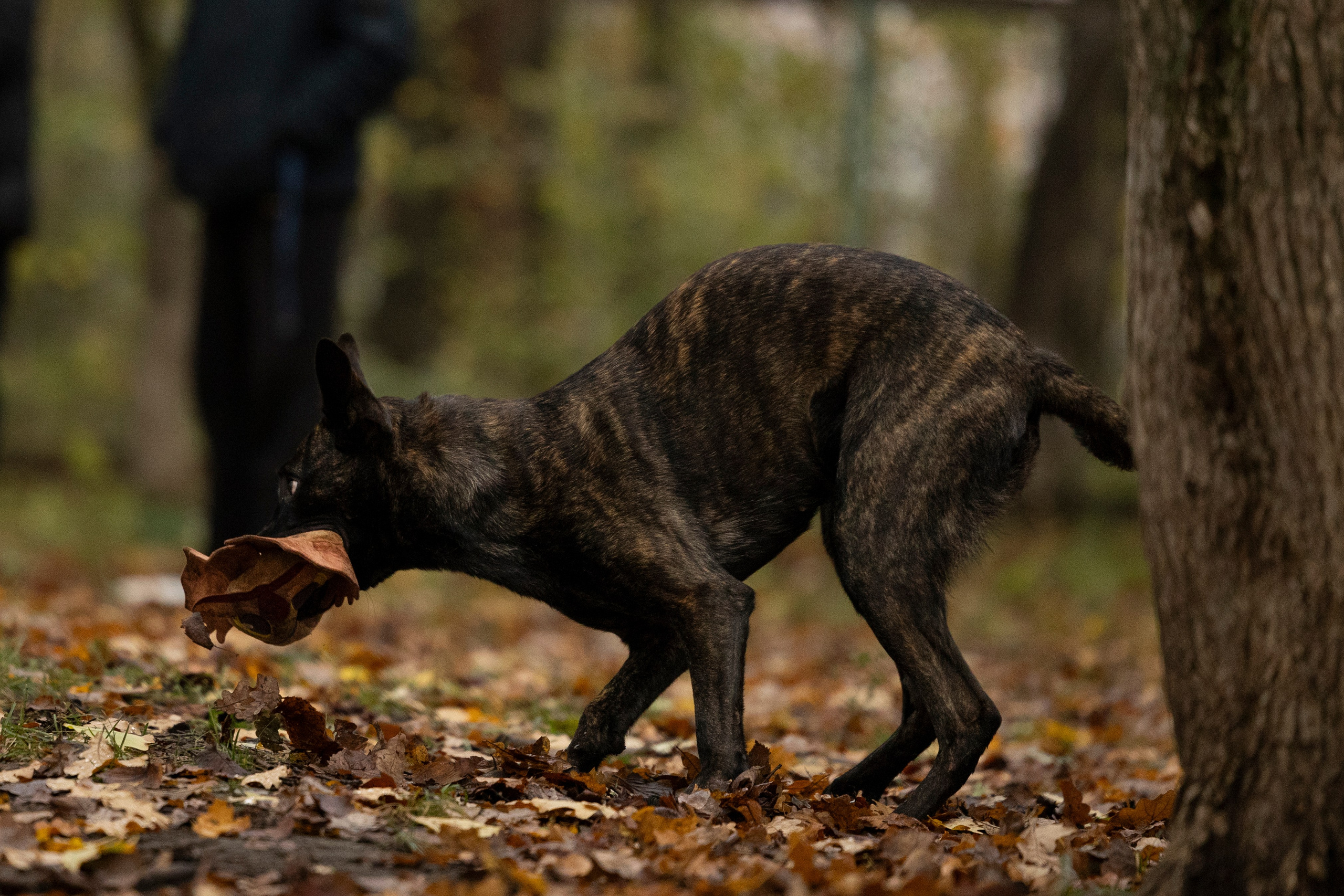Соревнования по Мондьорингу г. Вологда. Фотограф-анималист Анна Маринич