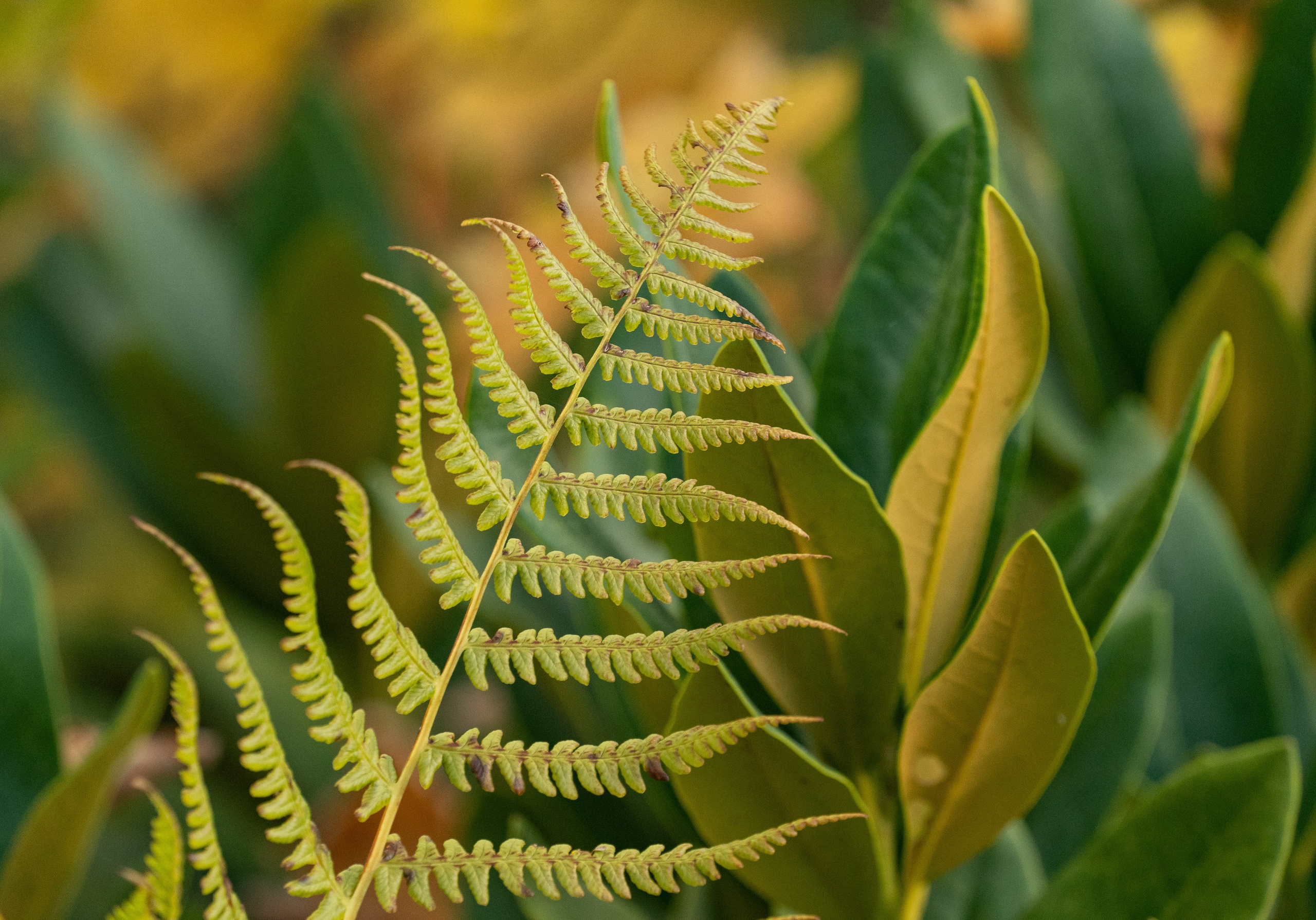 Путешествия и пейзаж. Репортажный фотограф в Красной Поляне и Сочи Павлюченко Екатерина