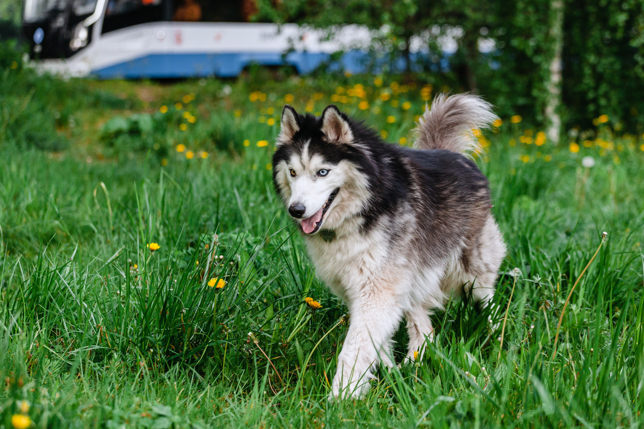 Семейная экспресс фотосессия в рамках фотодня. Фотограф-анималист Татьяна Степанова