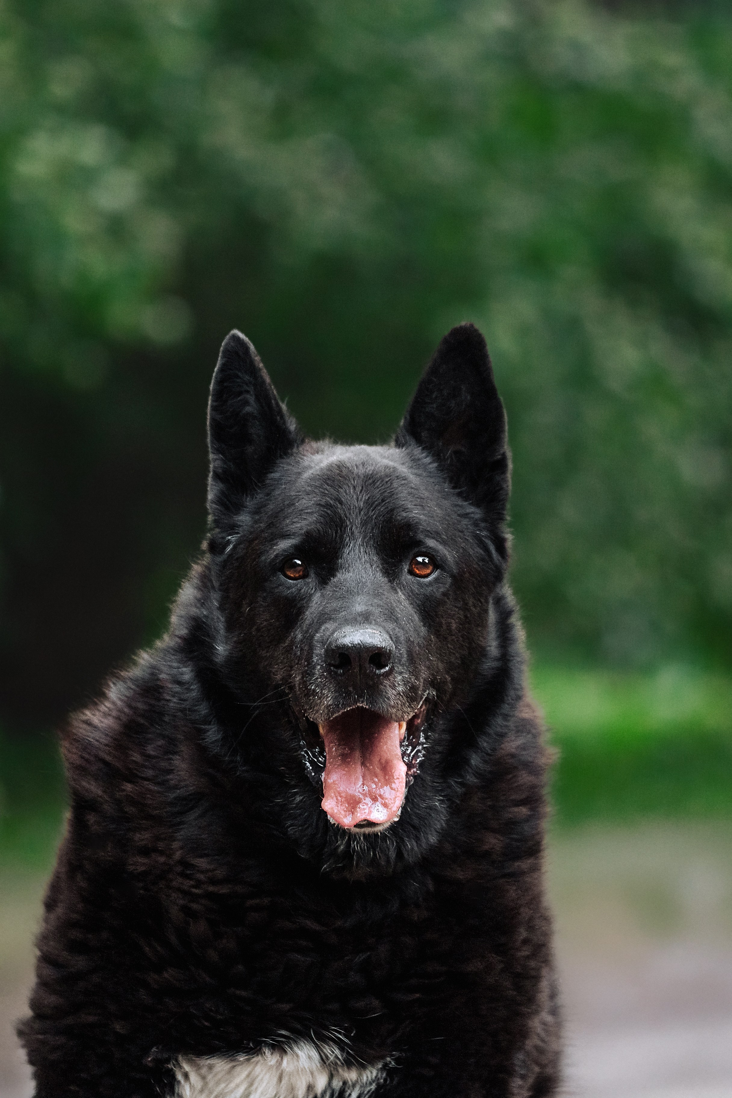 Собаки из приюта Дубовая роща лето 2025. Фотограф-анималист Татьяна Степанова