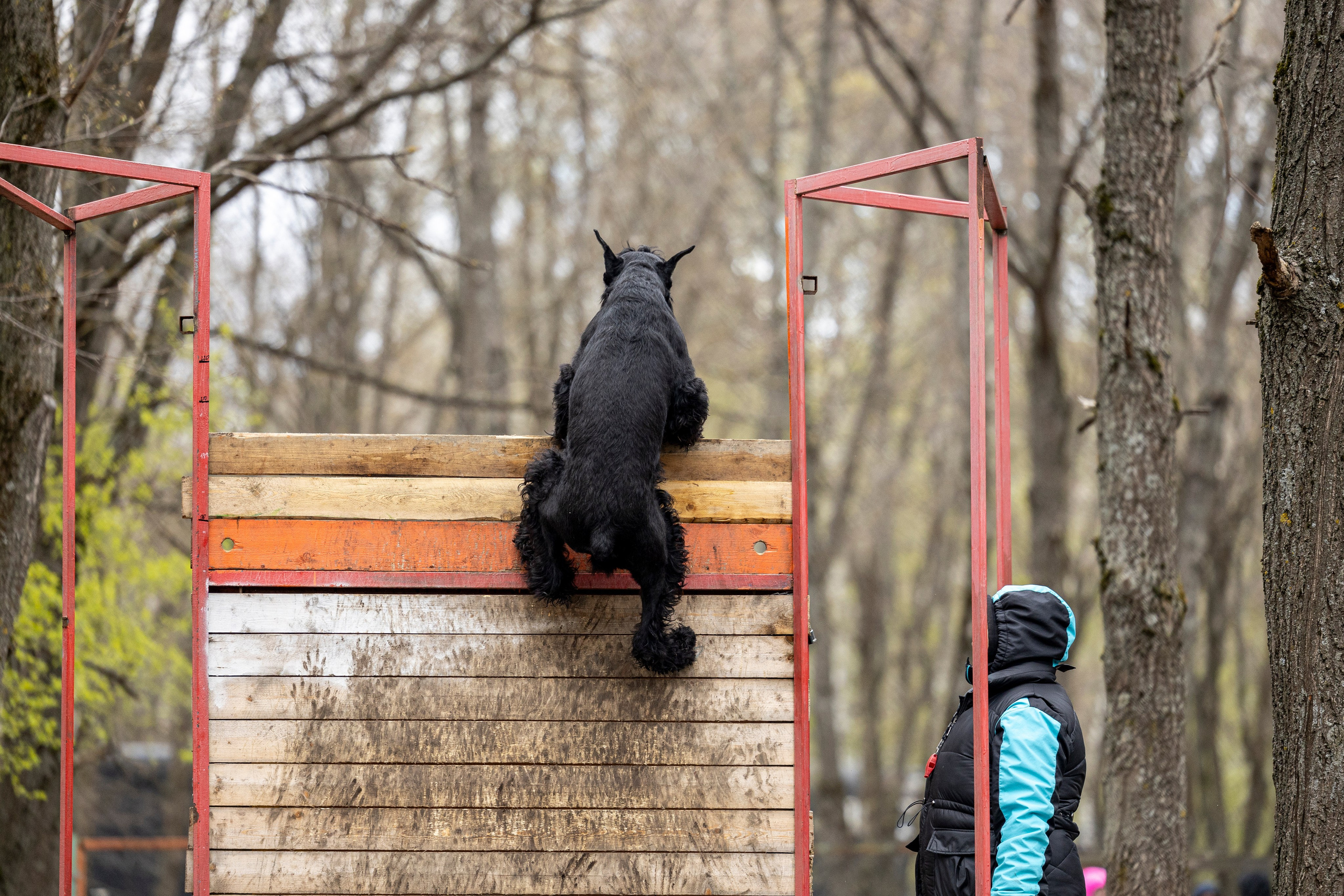 Квалификационные состязания по мондьорингу г. Вологда 11.05.24. Фотограф-анималист Анна Маринич