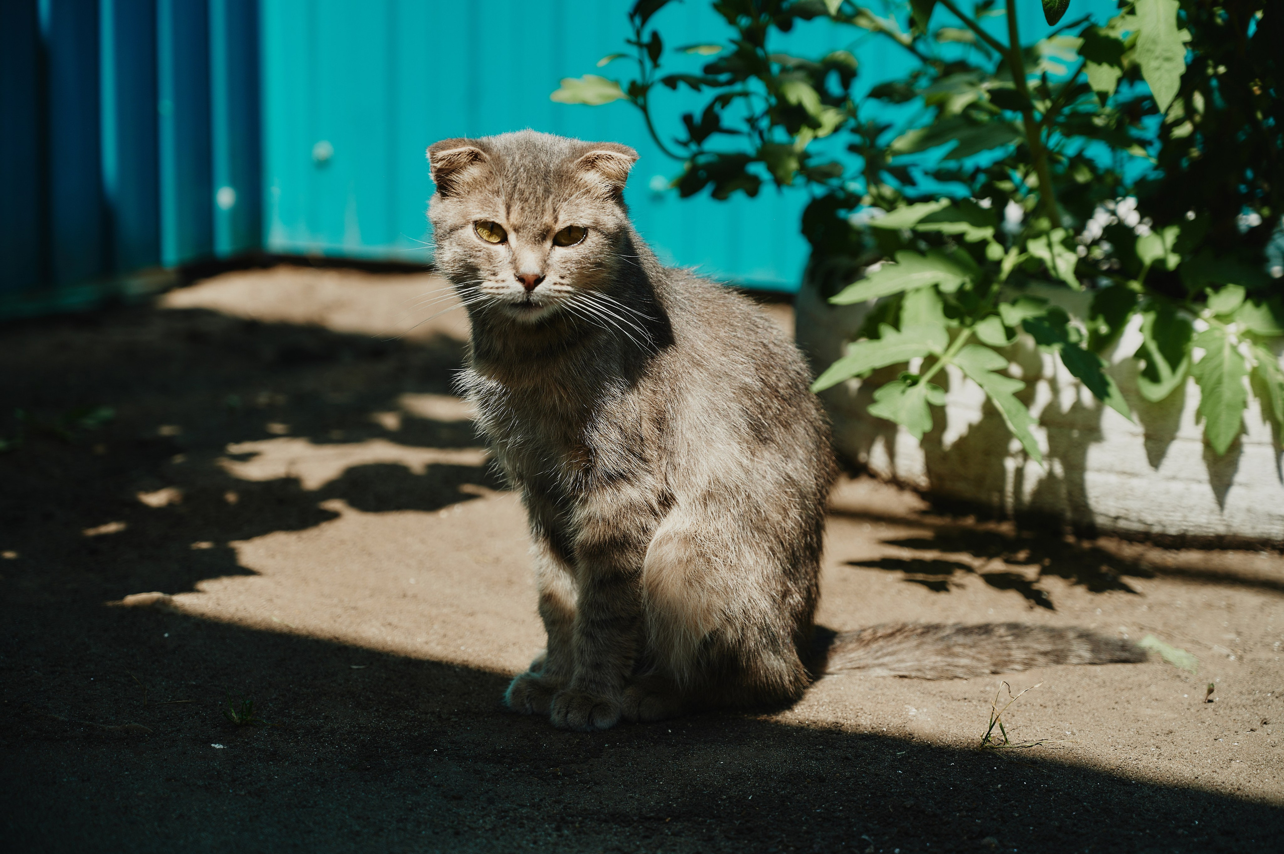 Виктория и Виталий. Фото-видеосъемка свадеб Venson Films