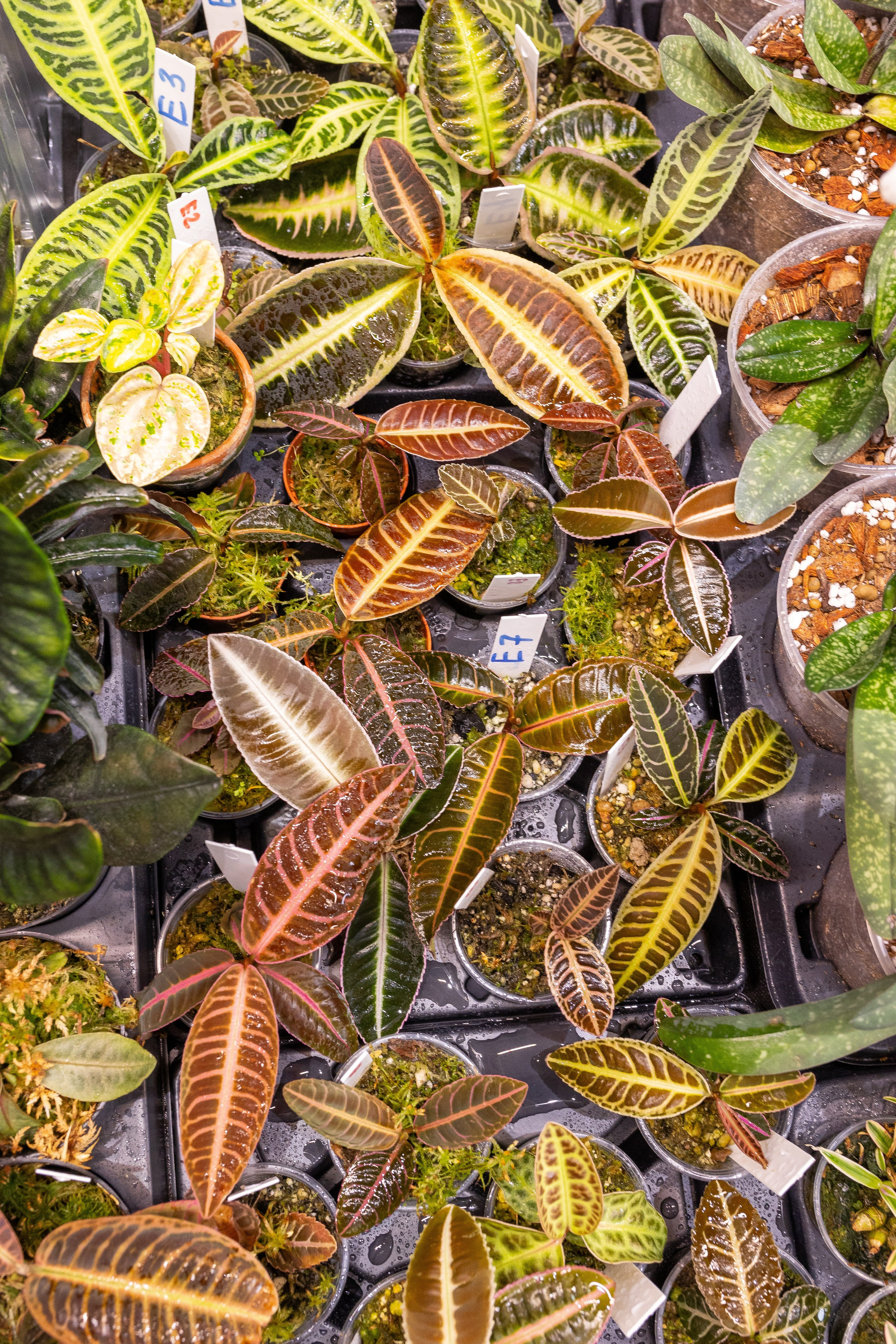 Орхидиум май 2025. Александра Куликова фотограф, Москва