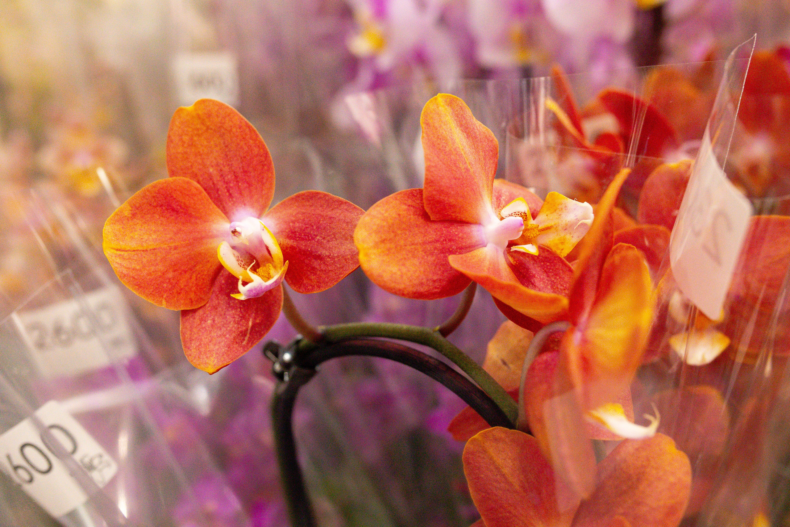 Орхидиум сентябрь 2025. Александра Куликова фотограф, Москва
