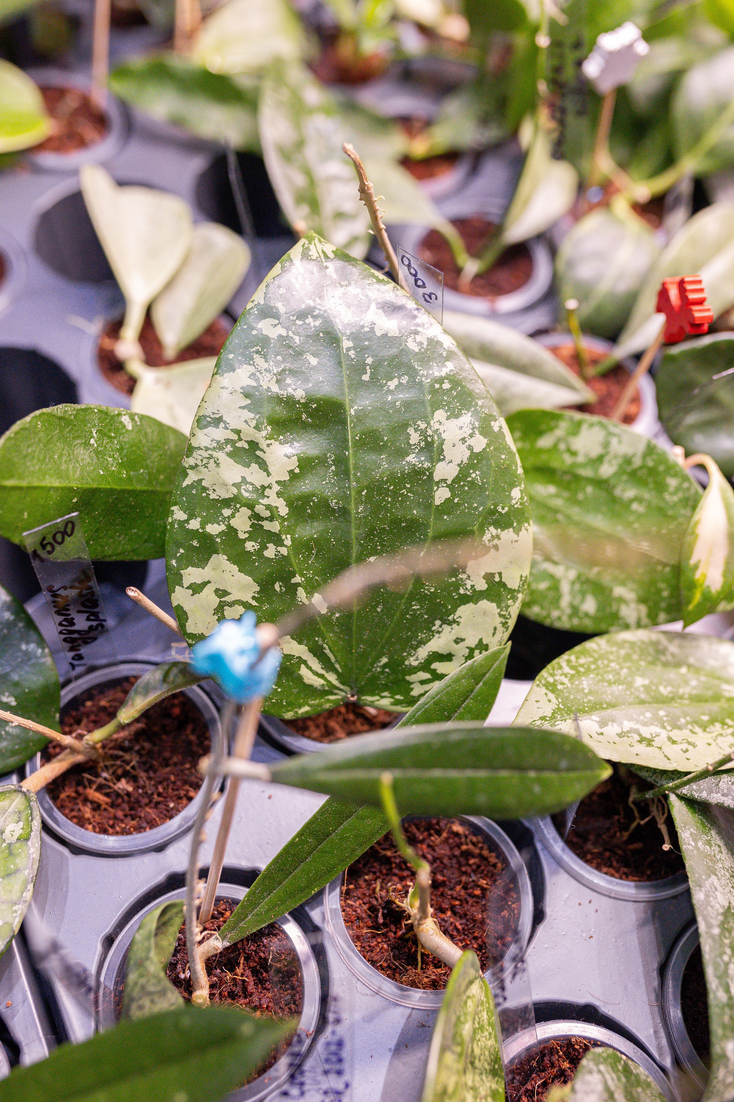 Орхидиум 12.2025. Александра Куликова фотограф, Москва