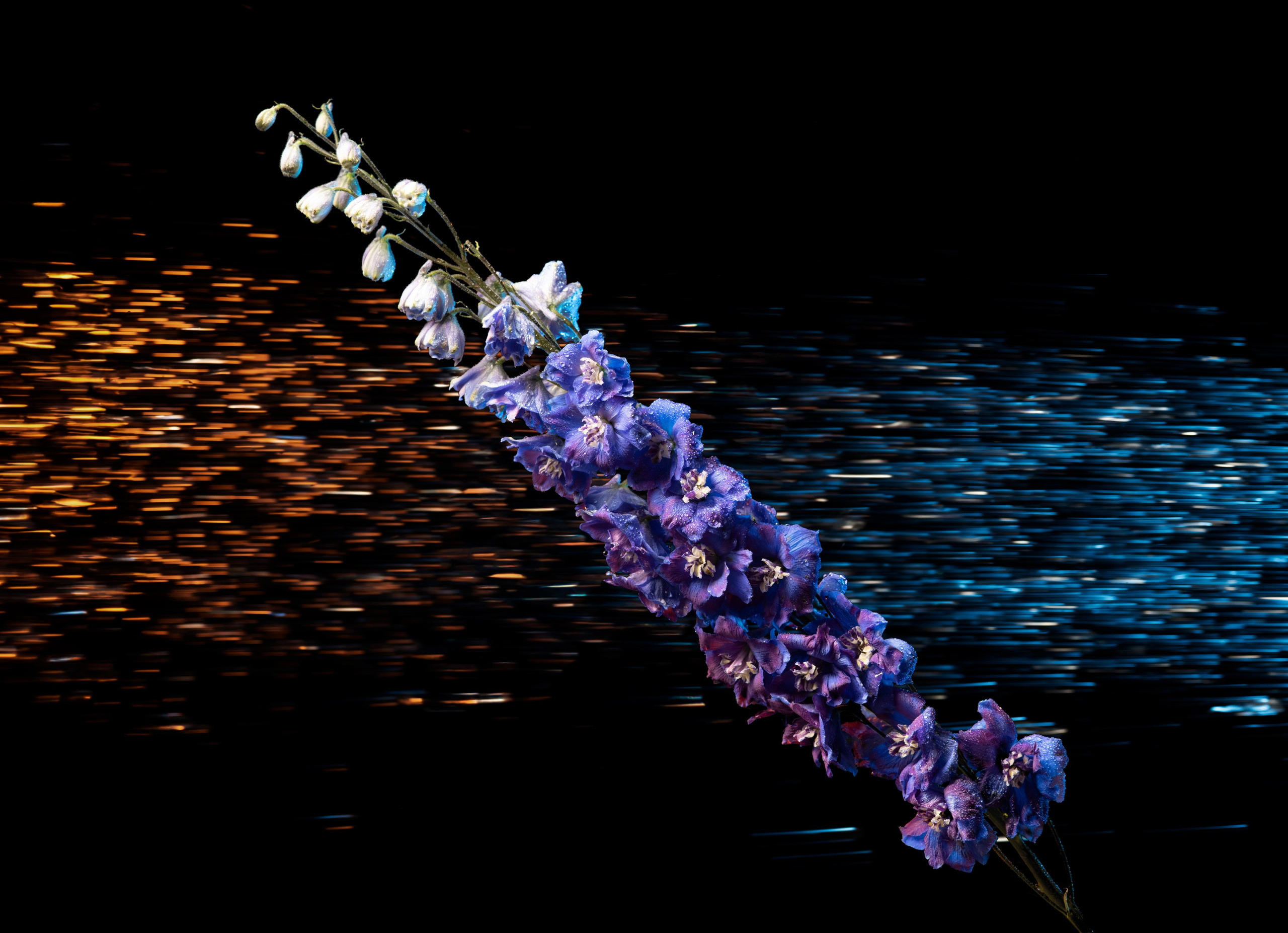 Фото & Видео студия XIMIYA