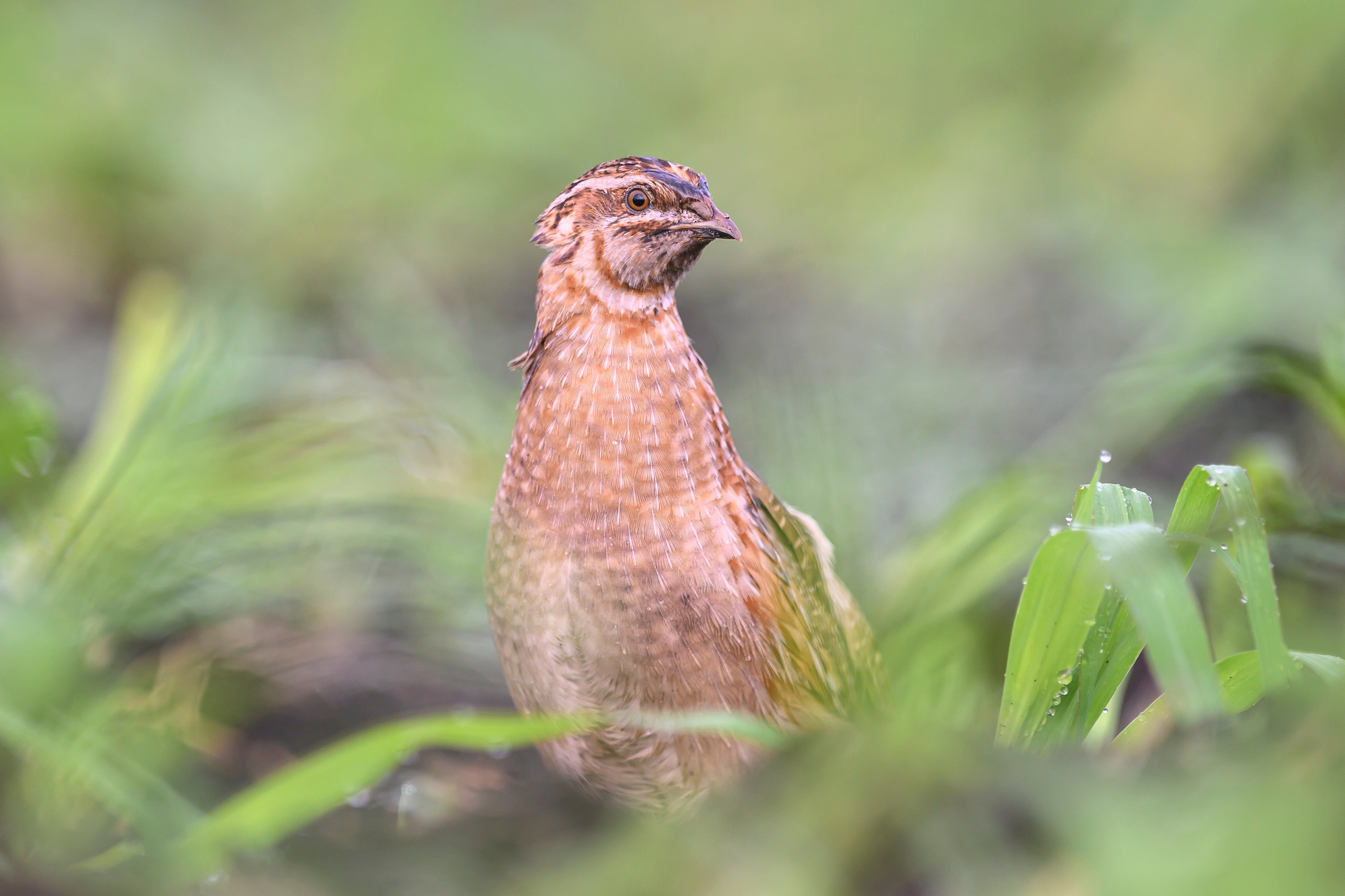 Перепела, часть III. Wildlife photography by Sergey Puponin