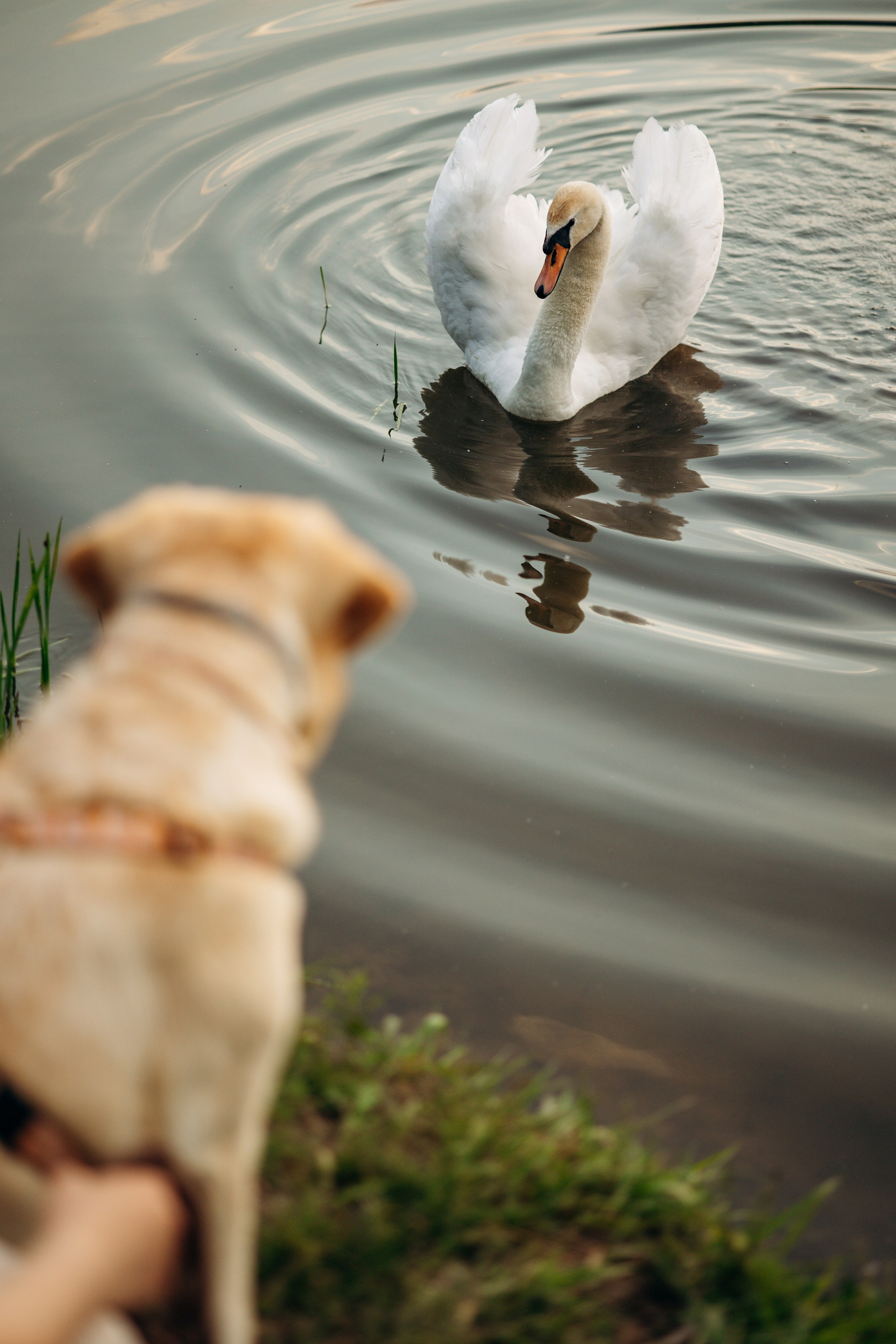 Шани и ее семья. Фотограф — Анималист | Санкт-Петербург