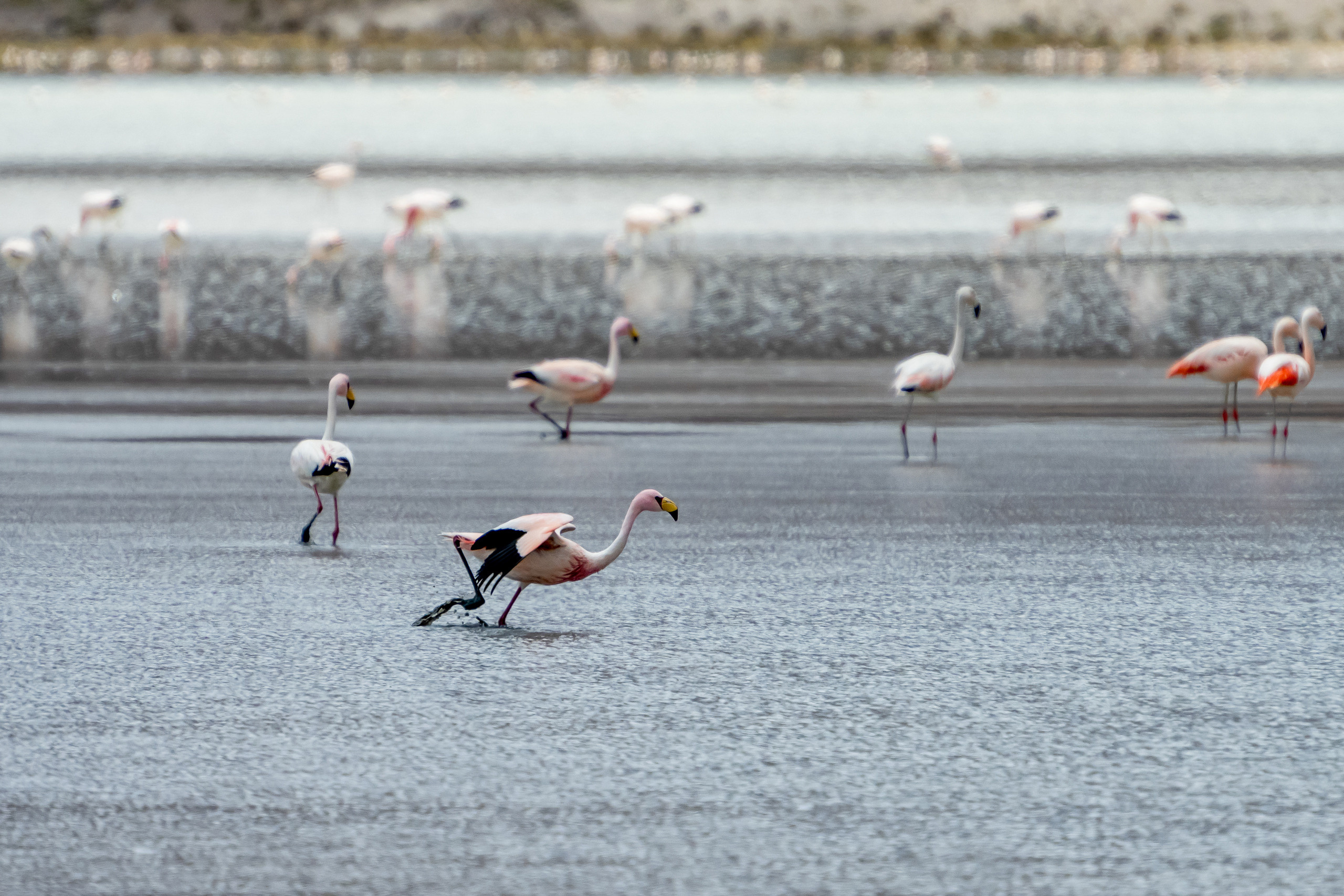Анды, Альтиплано, Уйуни, Боливия, Пейзаж, Fotozuev, fotozuev, фотограф Зуев Андрей