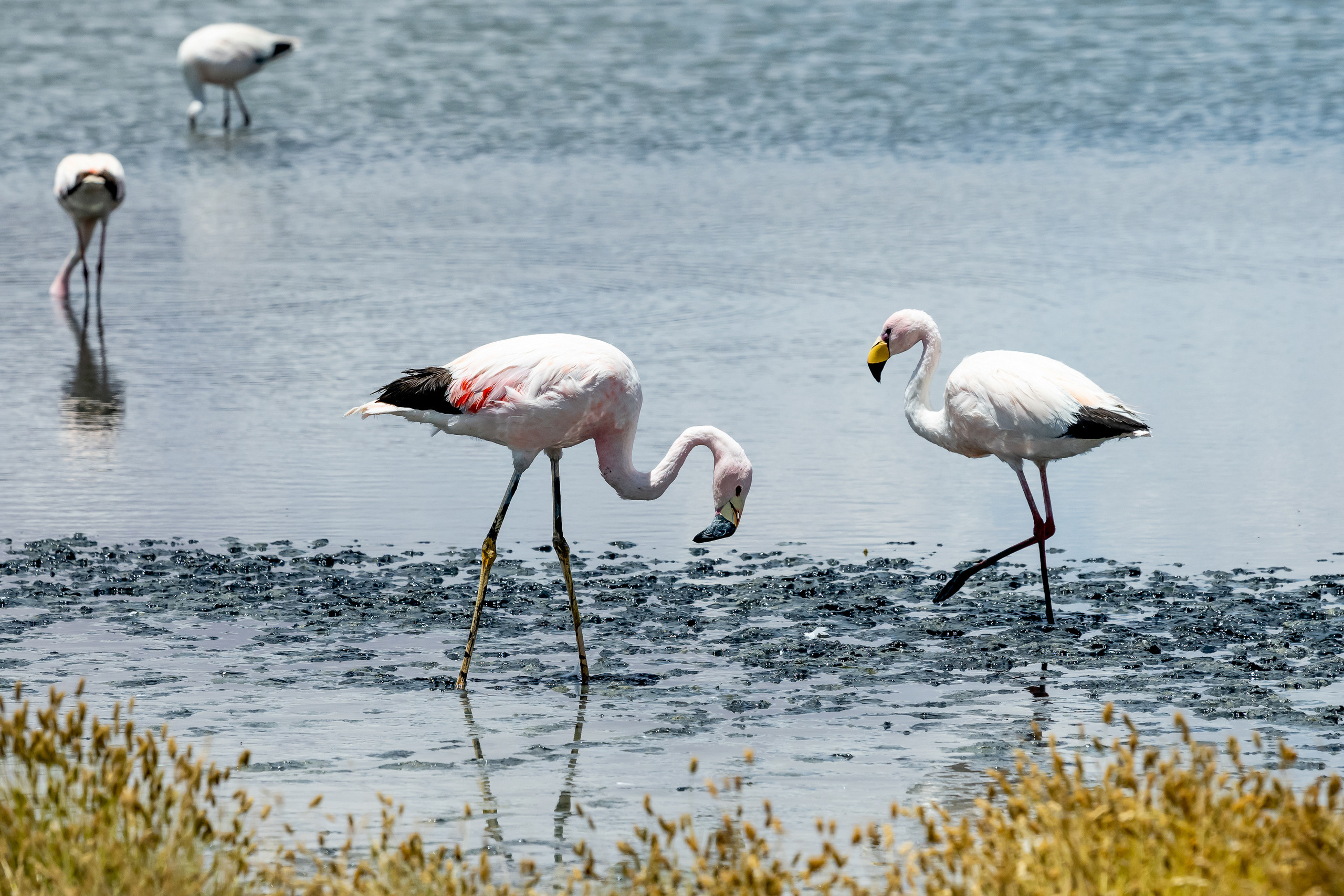 Анды, Альтиплано, Уйуни, Боливия, Пейзаж, Fotozuev, fotozuev, фотограф Зуев Андрей