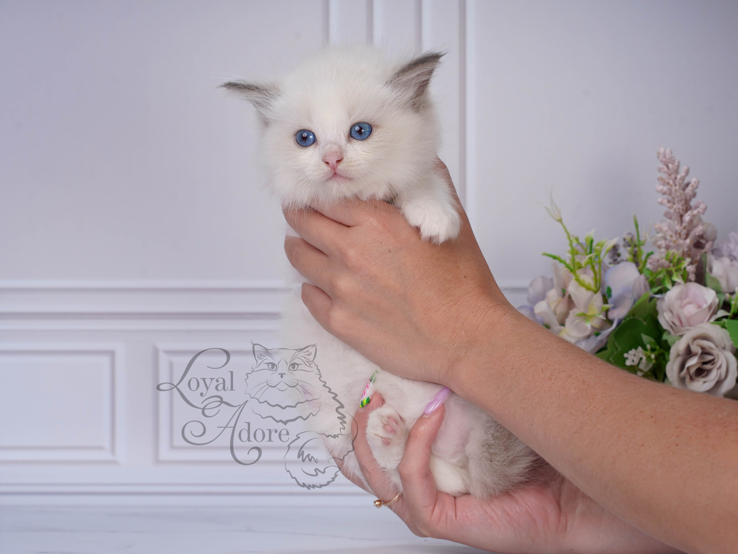 Котята рэгдолл от Loyal Adore. Питомник рэгдолл Loyal Adore