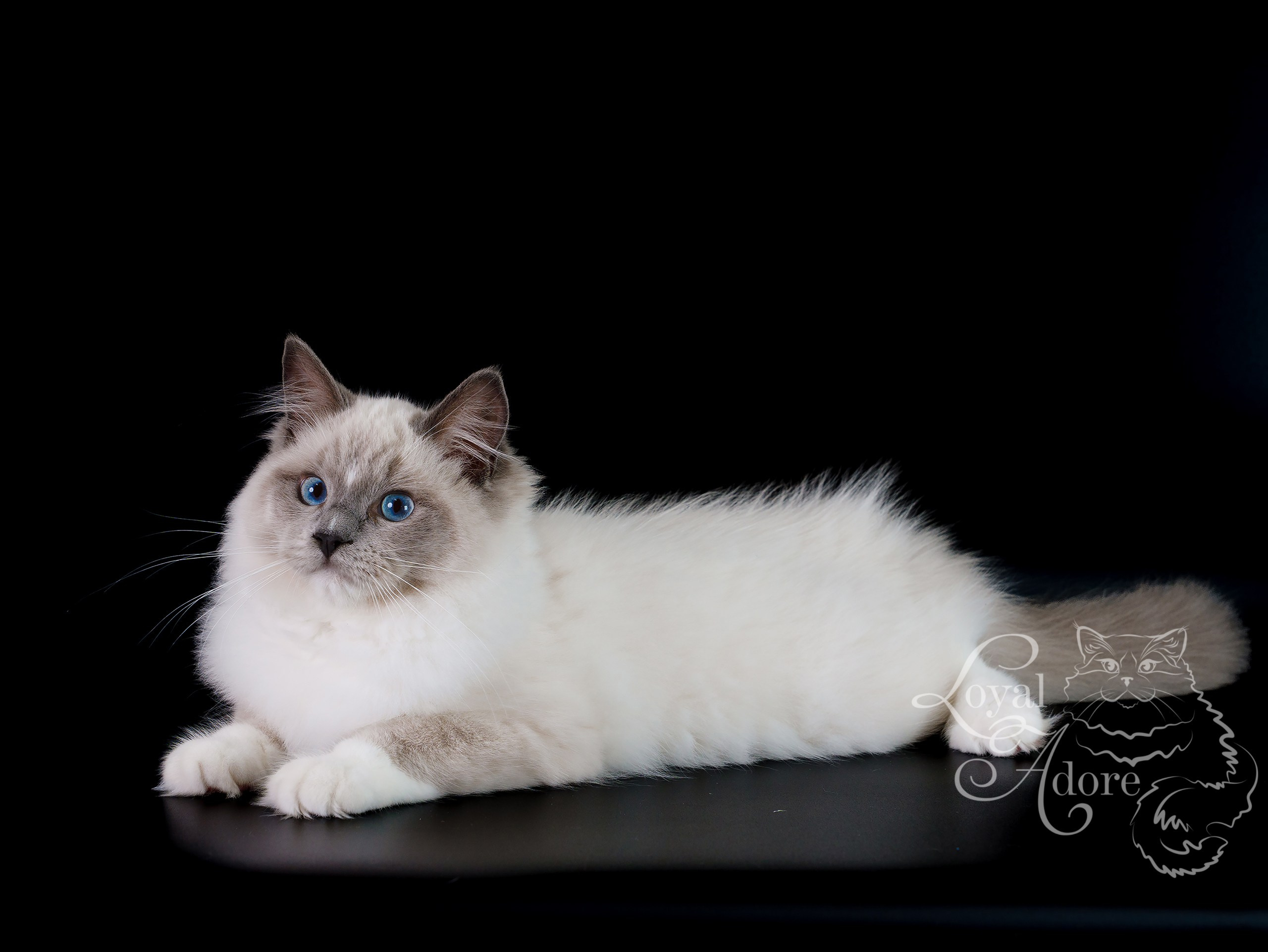 Кошки производители Loyal Adore. Питомник рэгдолл Loyal Adore