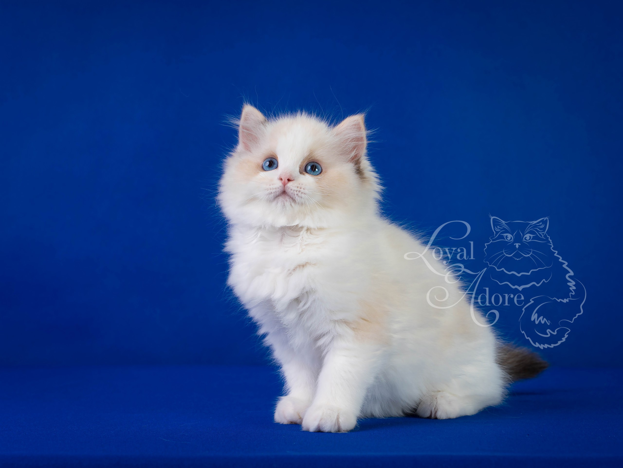 Кошки производители Loyal Adore. Питомник рэгдолл Loyal Adore