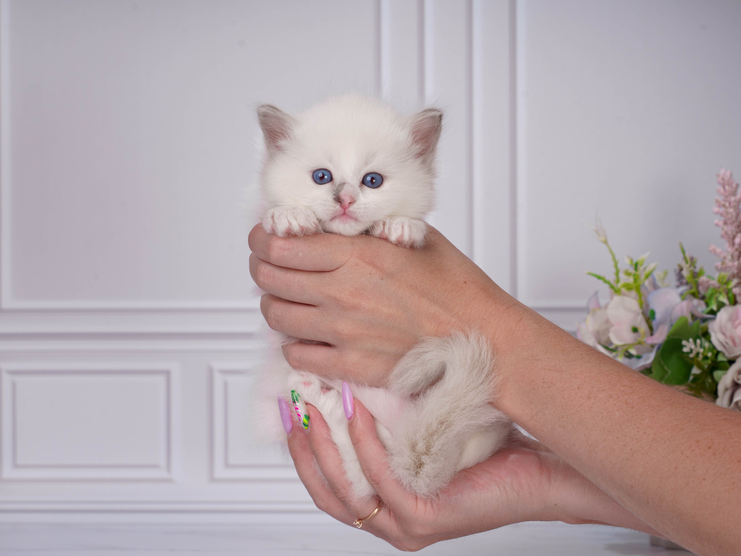 Котята рэгдолл от Loyal Adore. Питомник рэгдолл Loyal Adore