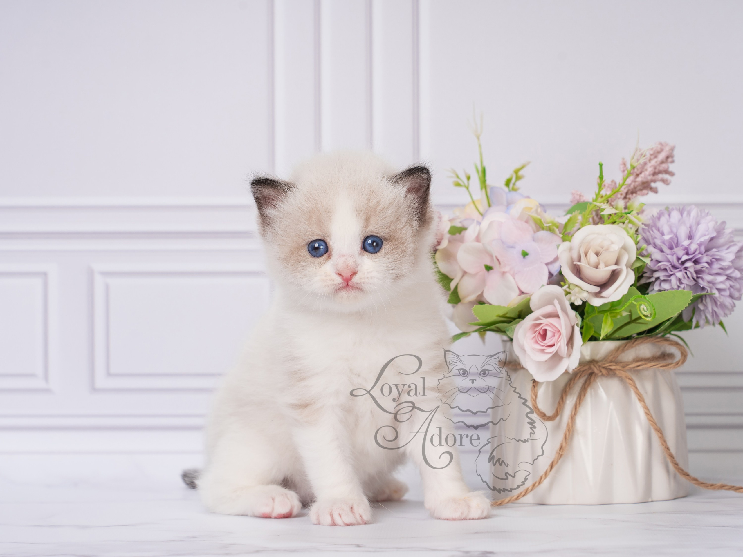 Котята рэгдолл от Loyal Adore. Питомник рэгдолл Loyal Adore