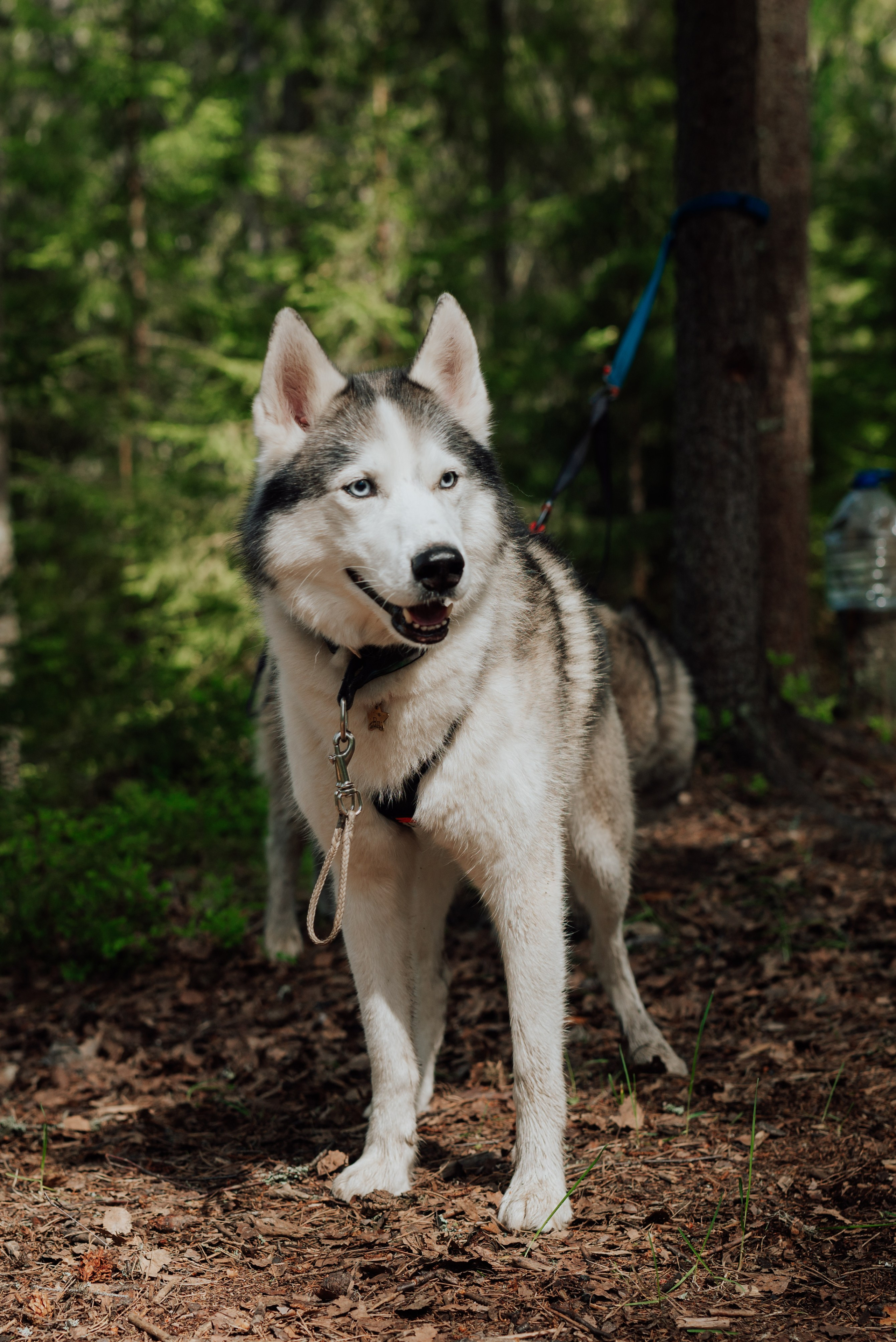Догтрекинг. Фотограф в Санкт-Петербурге и Ленинградской области
