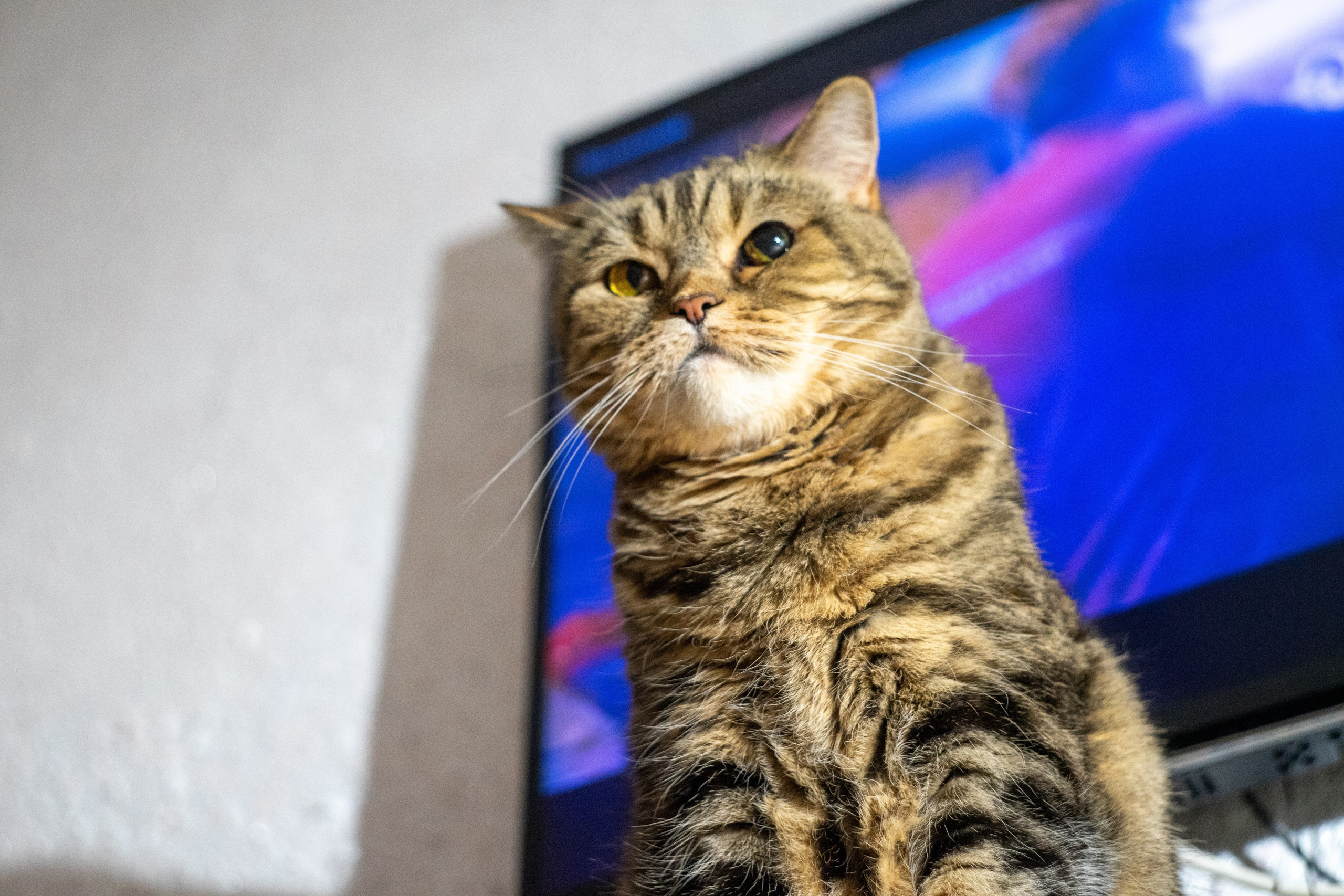 Любимые животные. Фотограф из Чистополя