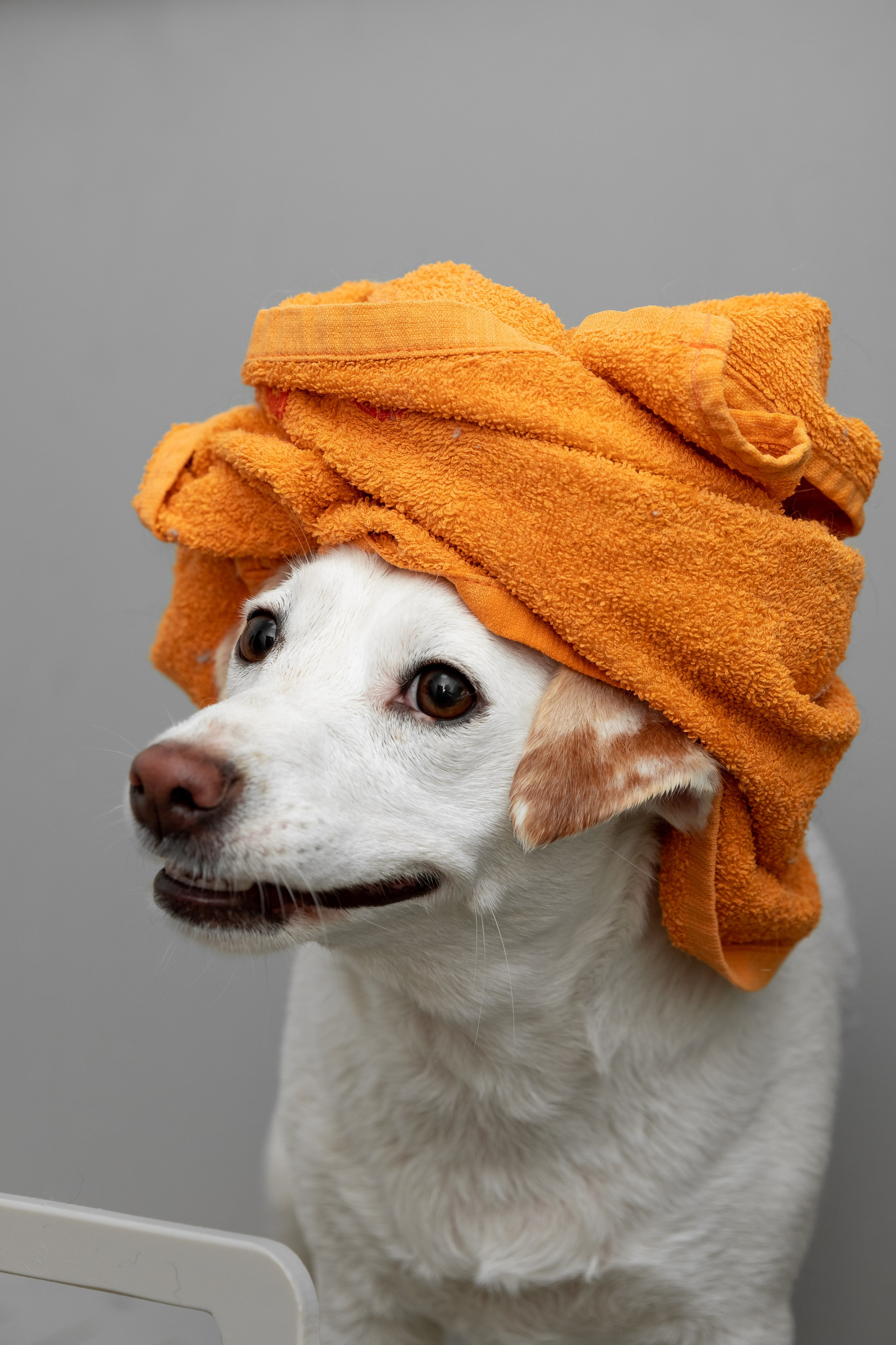 ФОТОСЪЕМКА ЖИВОТНЫХ В СУРГУТЕ