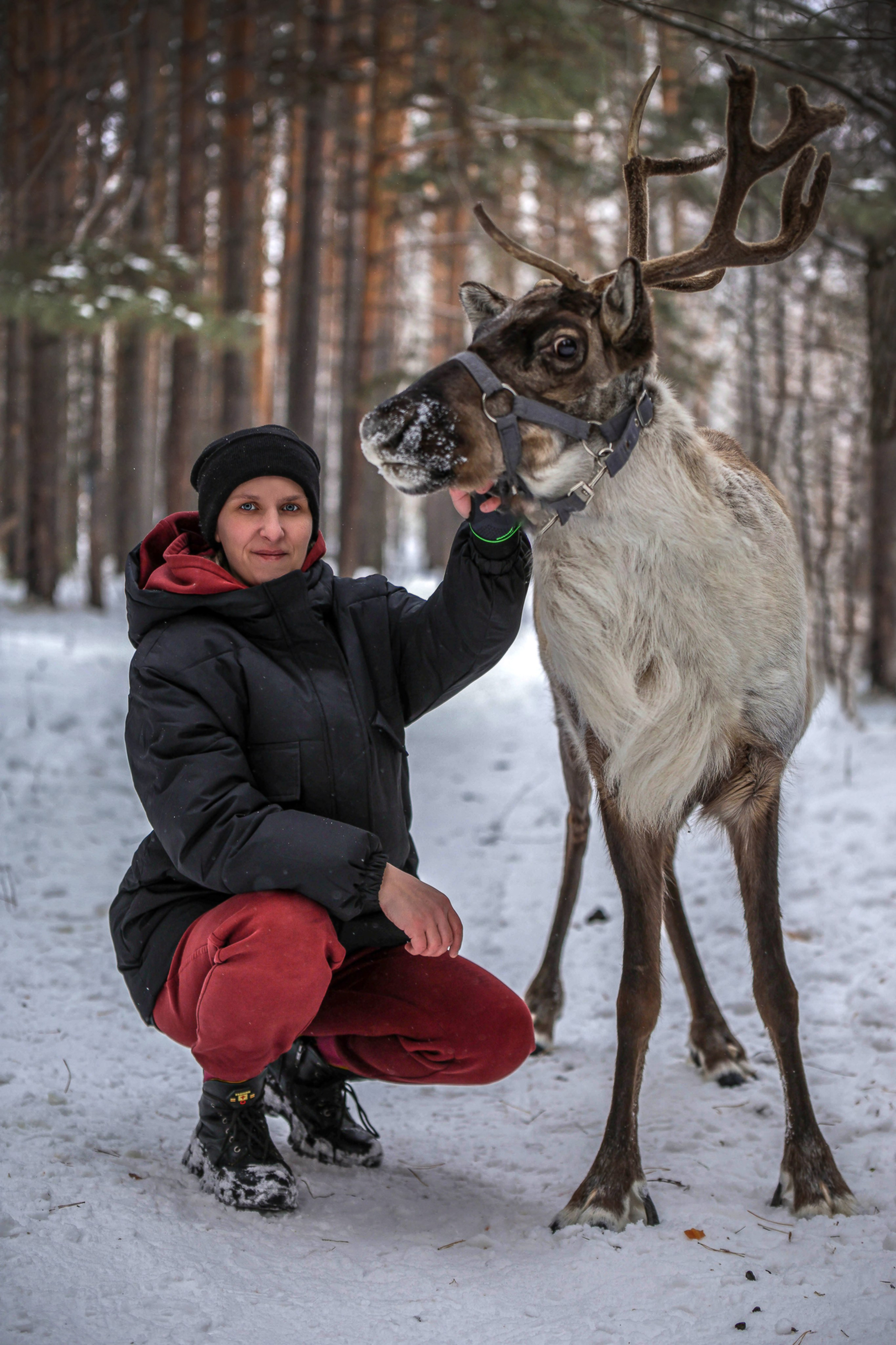 Олениха Нося 2024. Конный фотограф в Красноярске — Любовь Похабова