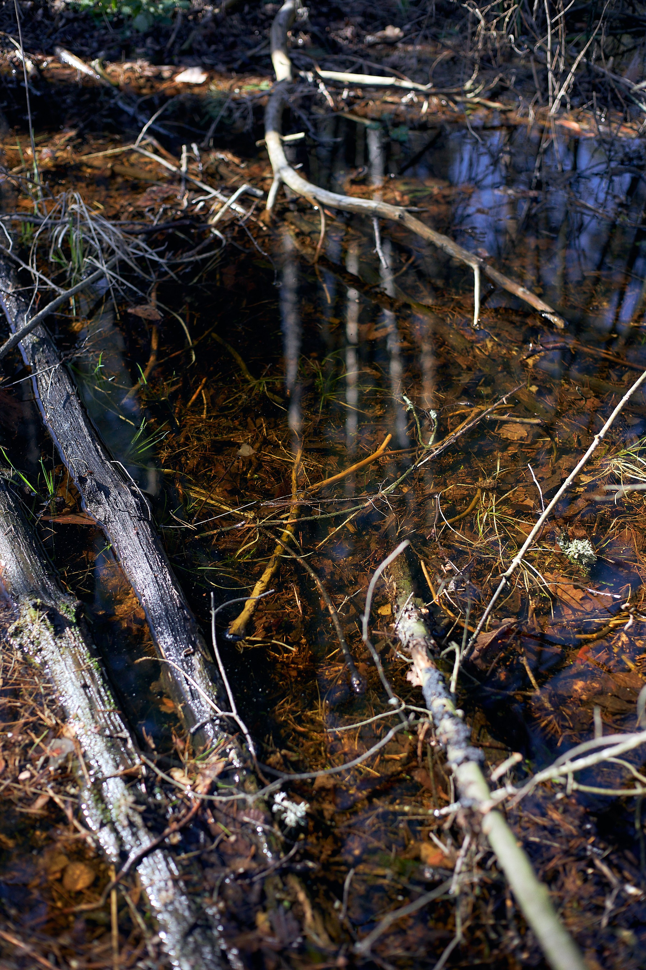Настя. Фотограф Воронеж Илья Команюк