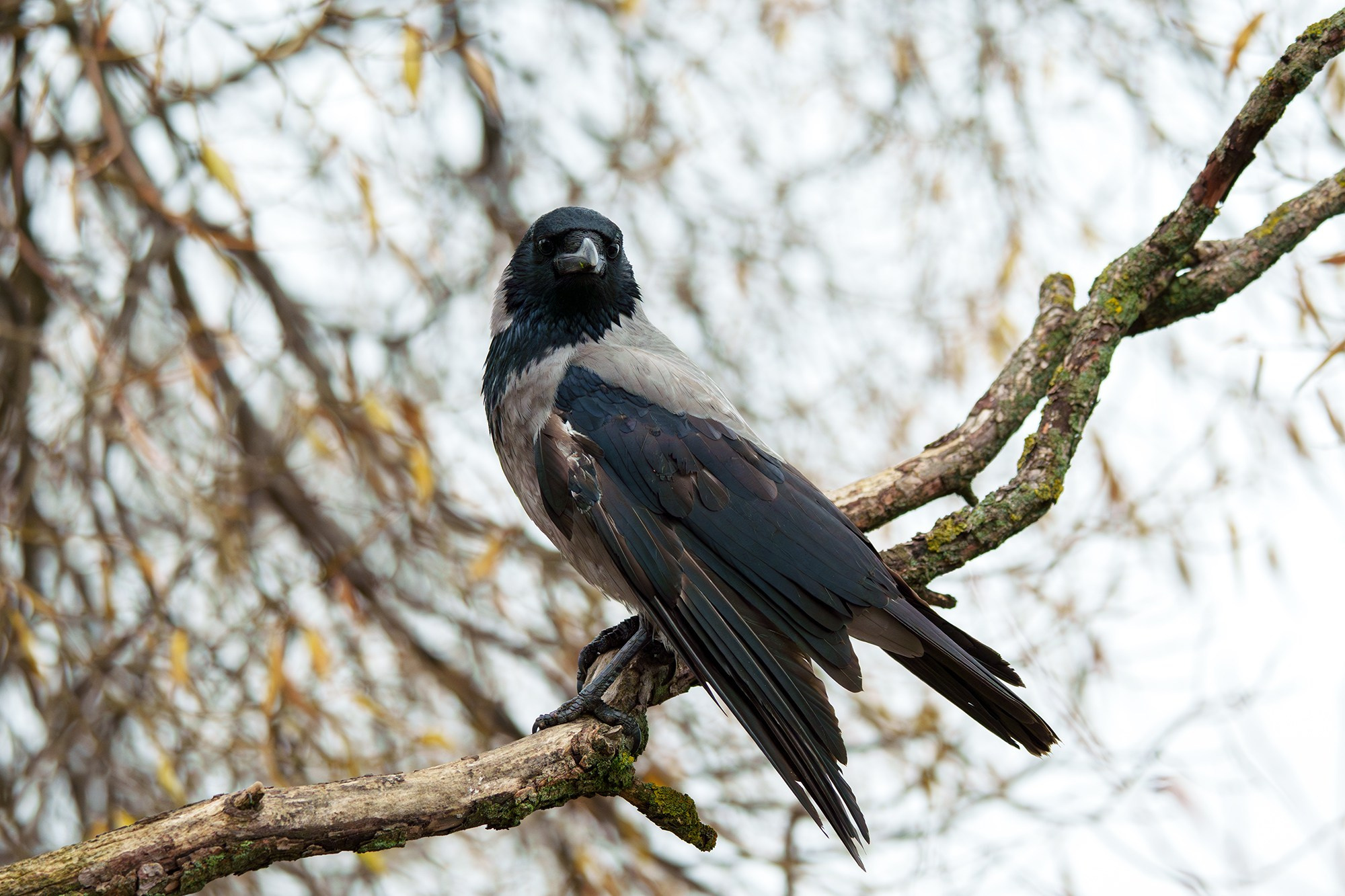 Удивительные мир птиц. Вокруг нас столько прекрасного — присмотритесь!. Ваш личный фотограф Марина Волкова