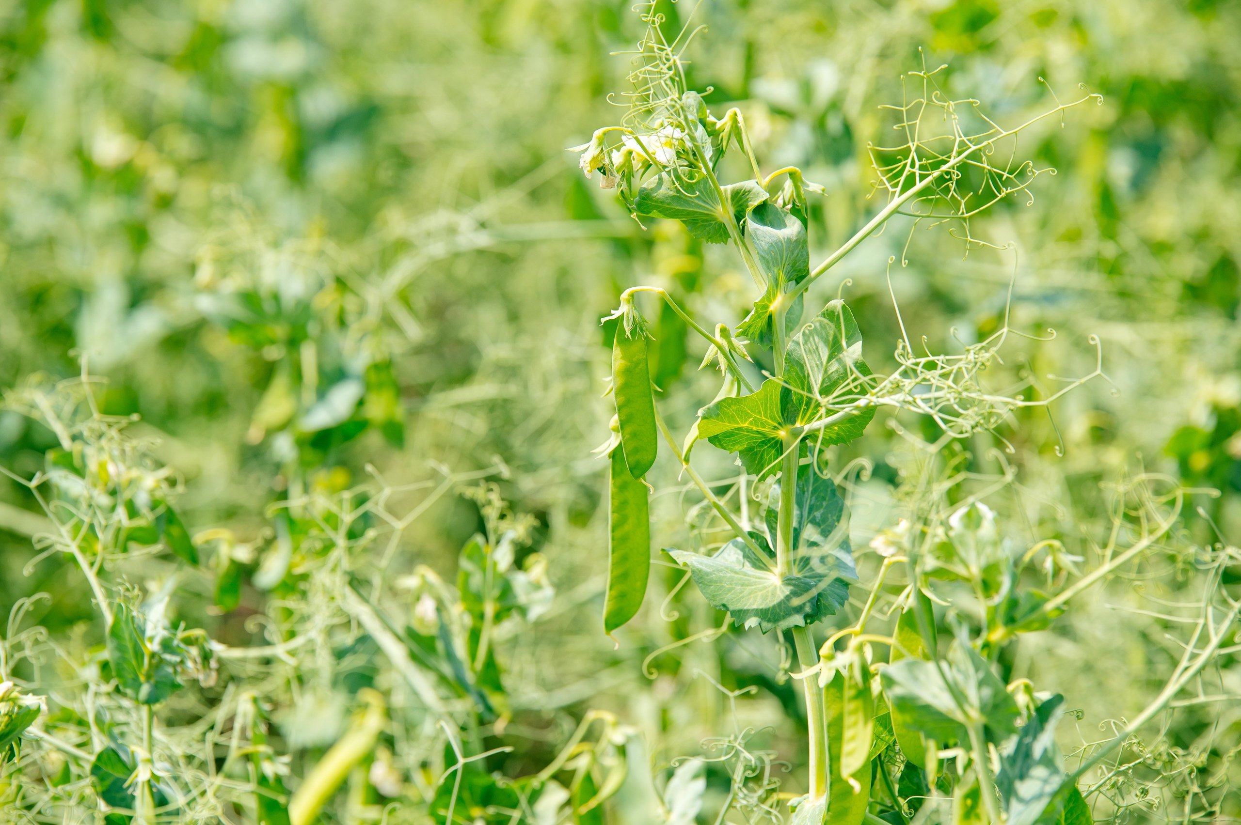 День поля. Главная