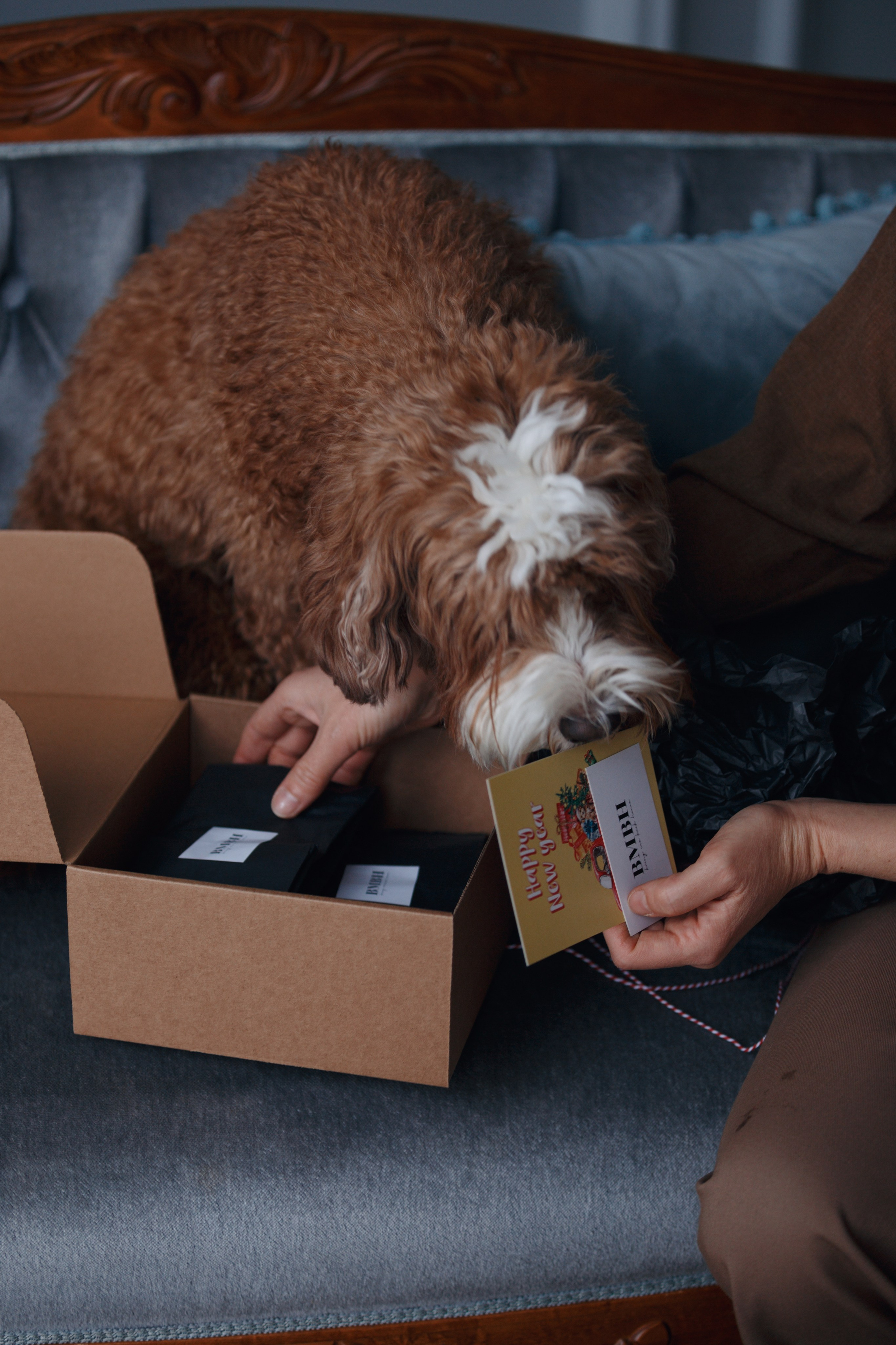 Bmbh лежанки и адресники. Фотограф анималист Кристина Карпова, Москва