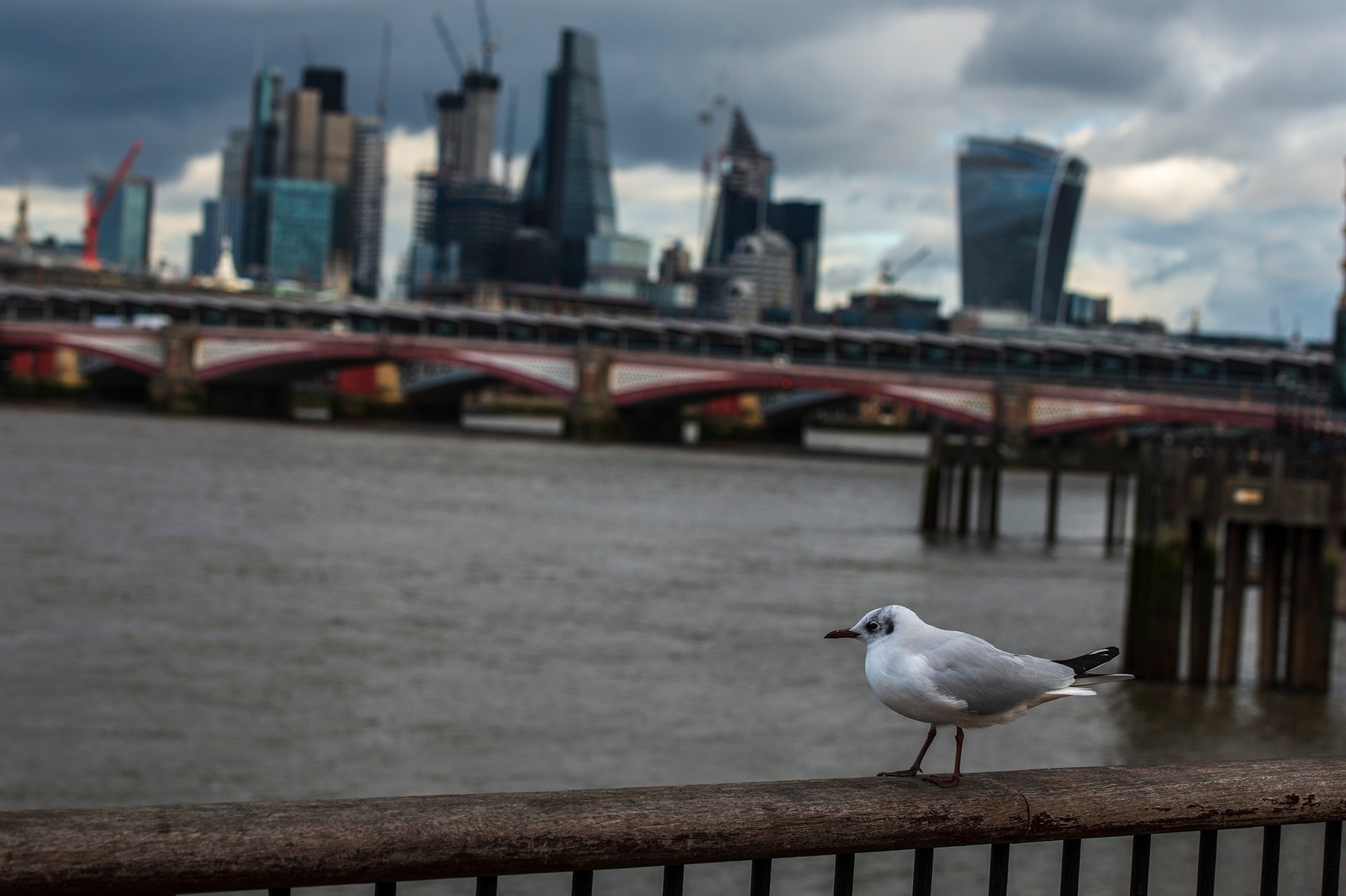 Городской пейзаж Лондона с глубиной резкости: чайка в резком фокусе на деревянных перилах набережной, размытый фон с мостом Блэкфрайерс-Бридж и небоскребами Сити