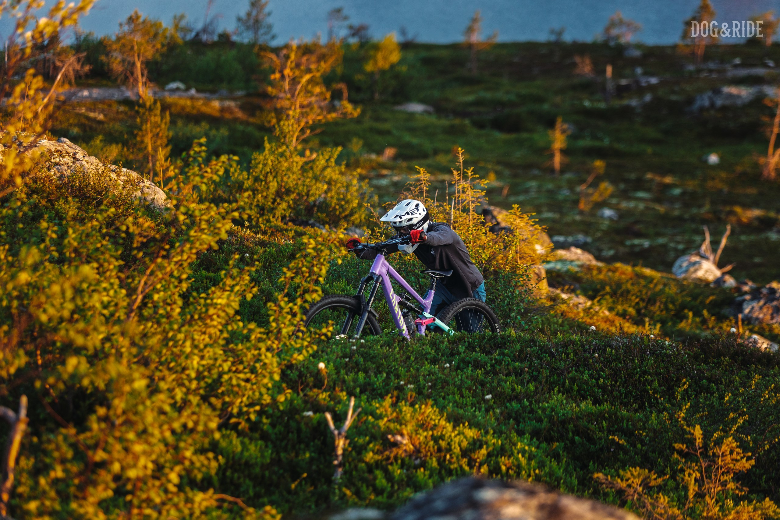 Кандалакшка. Фотограф анималист Никита Натальный
