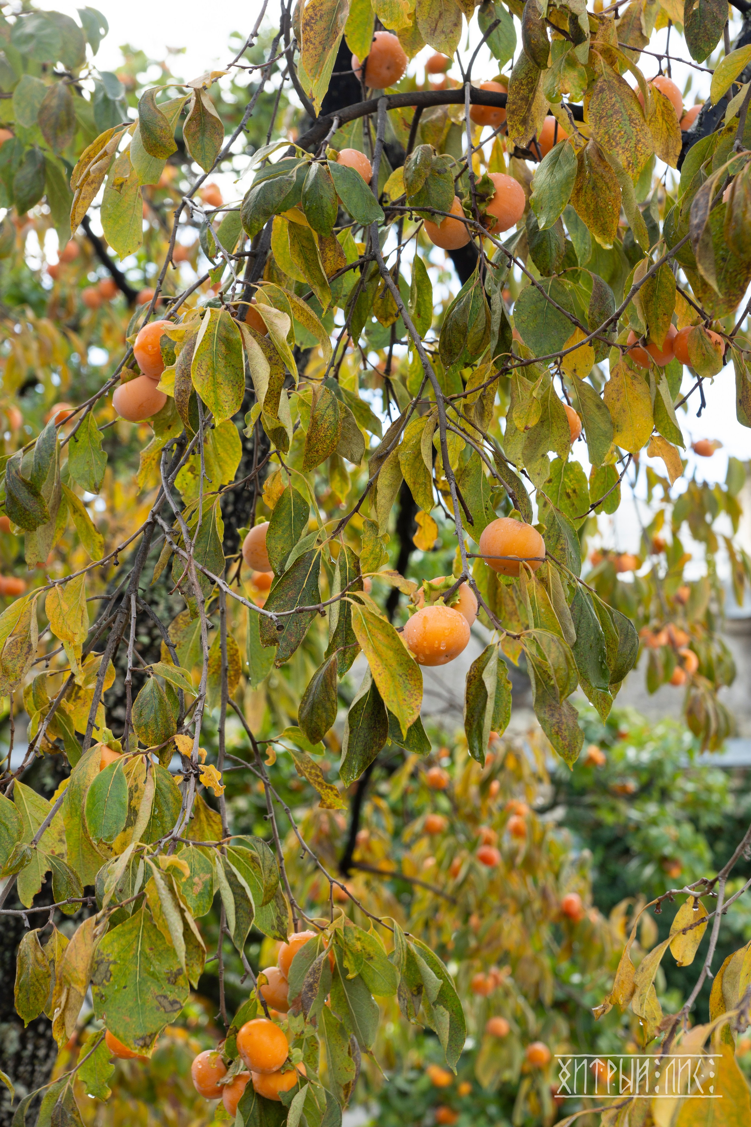 Крым. Фотограф-путешественник Самойлов Максим «Sly Fox»