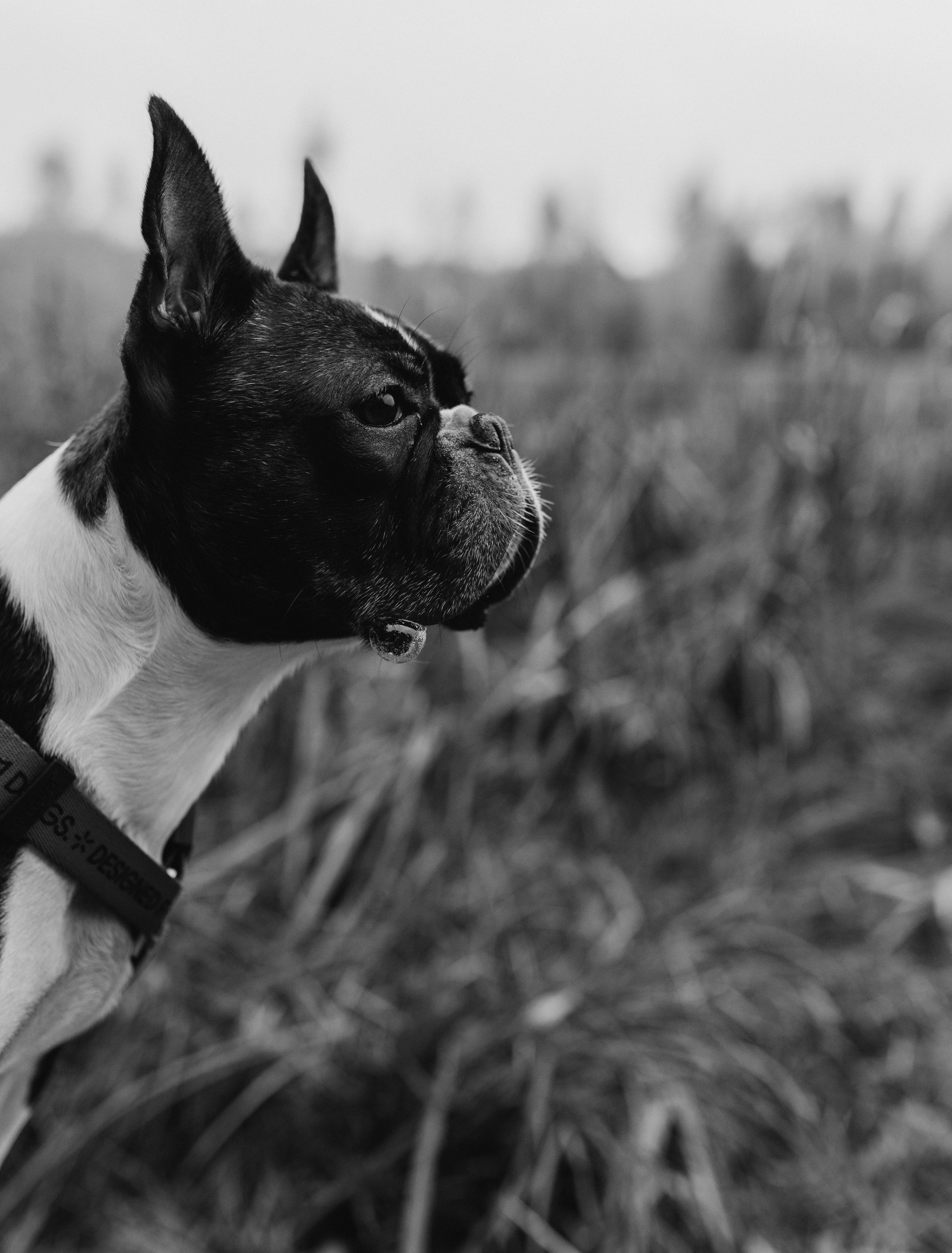 Настя и Харди. Татьяна Афонина | Фотограф