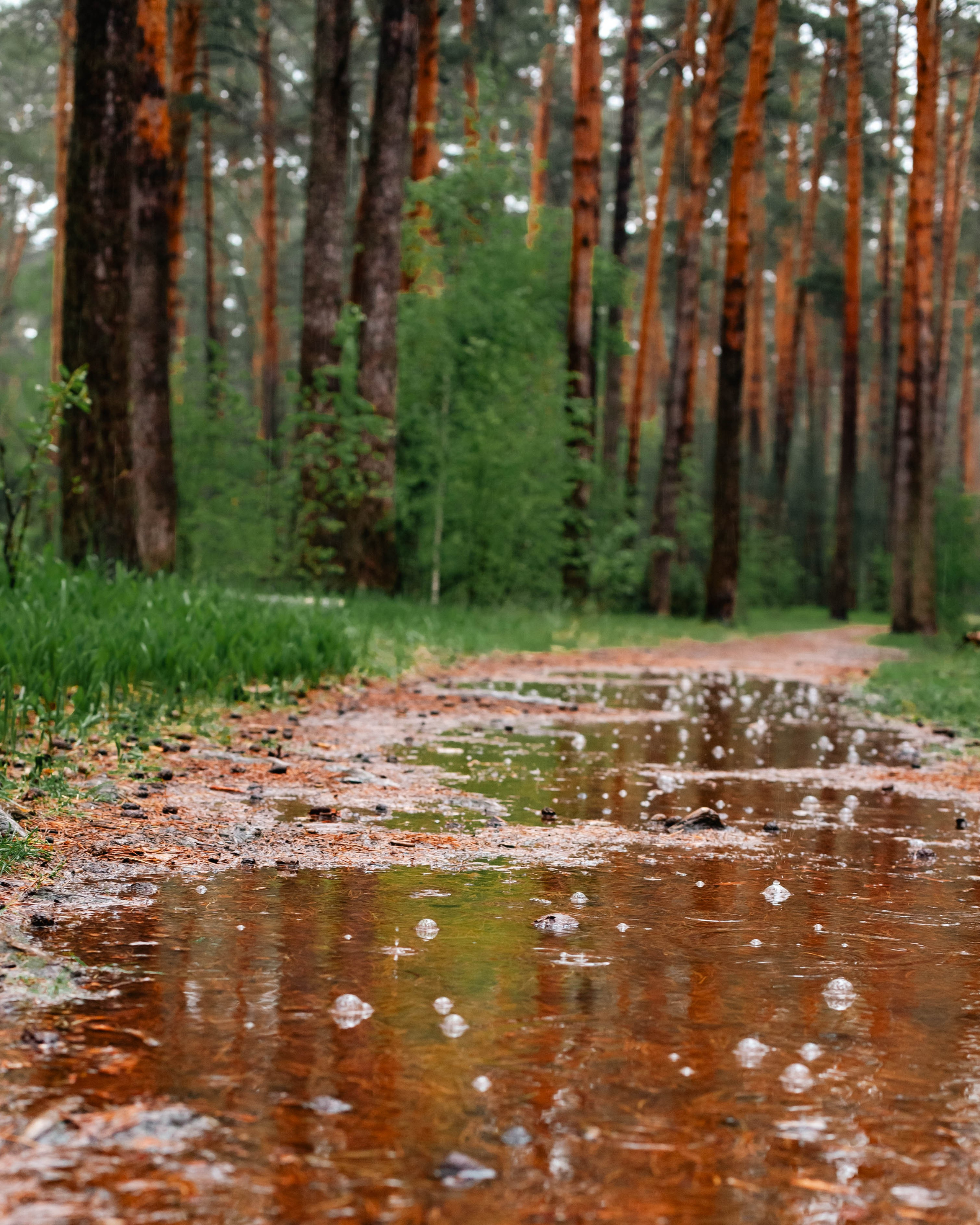 Мокрый лес. Контент-фотограф Рязань/Москва/Санкт-Петербург/Сочи Елена Сазонтова